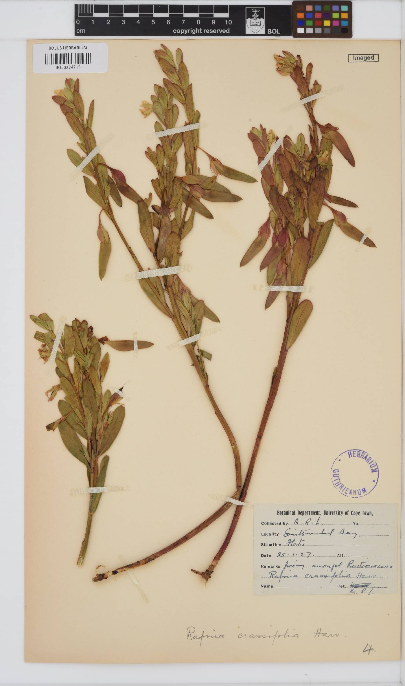 Rafnia crassifolia image