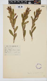 Rafnia crassifolia image