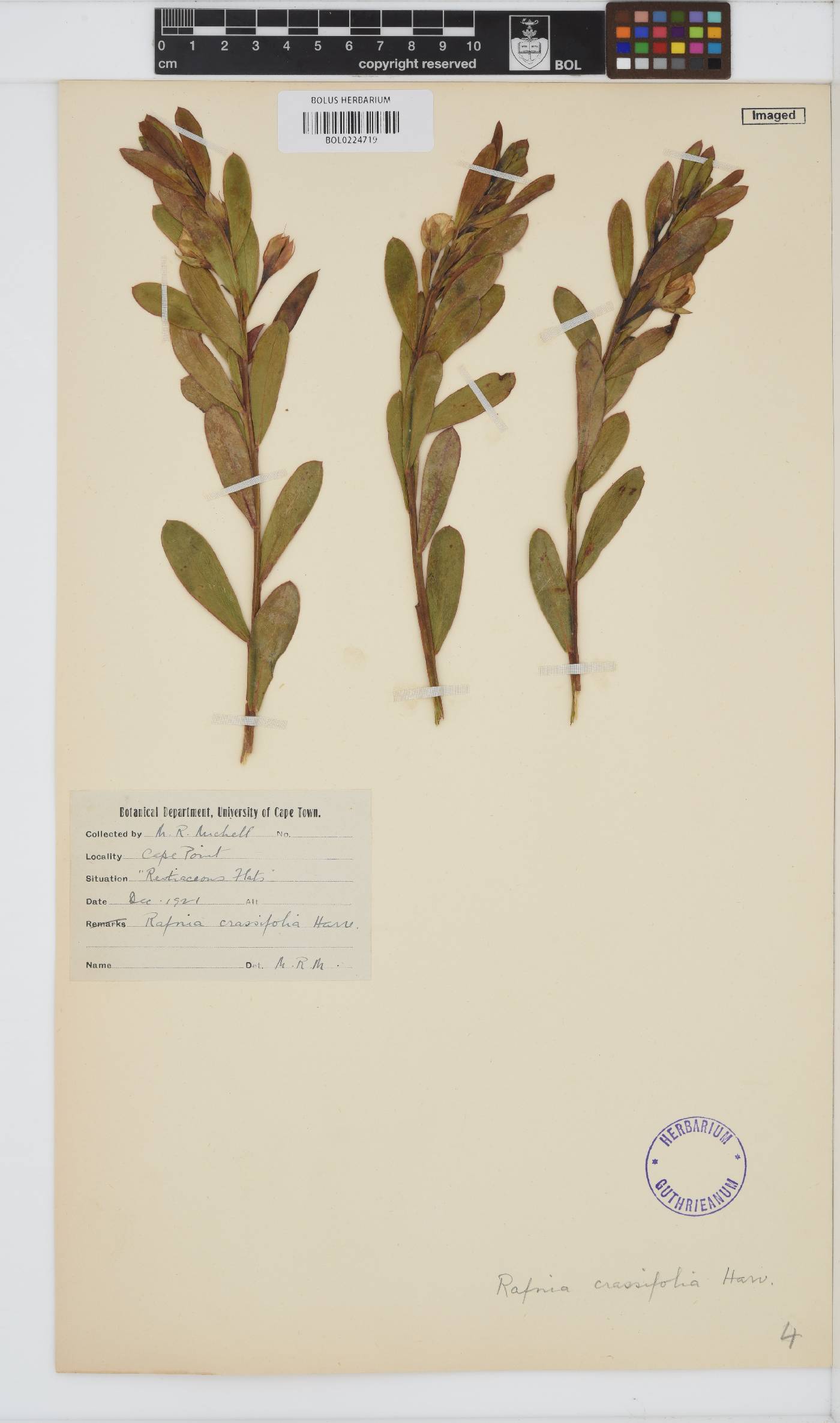 Rafnia crassifolia image