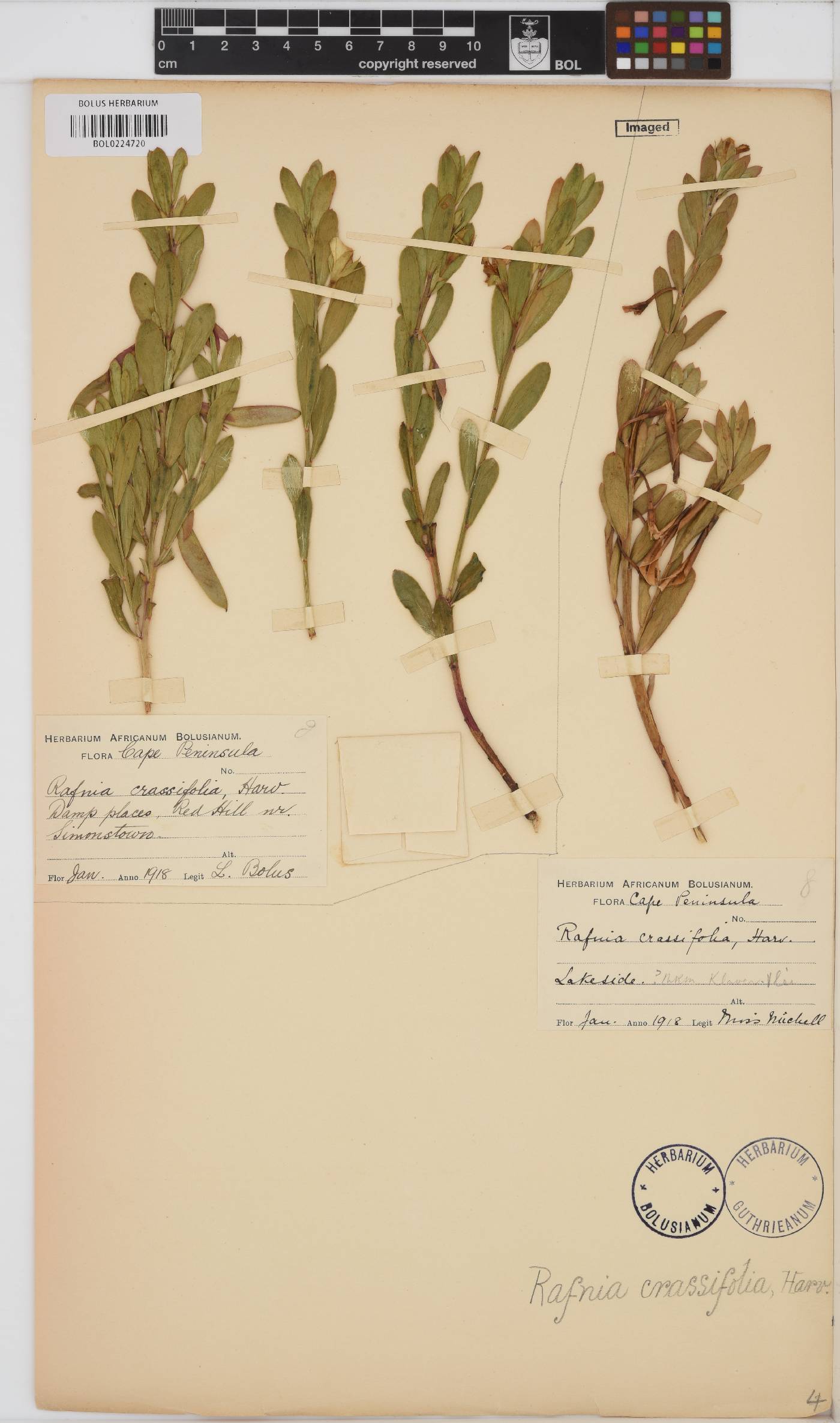 Rafnia crassifolia image