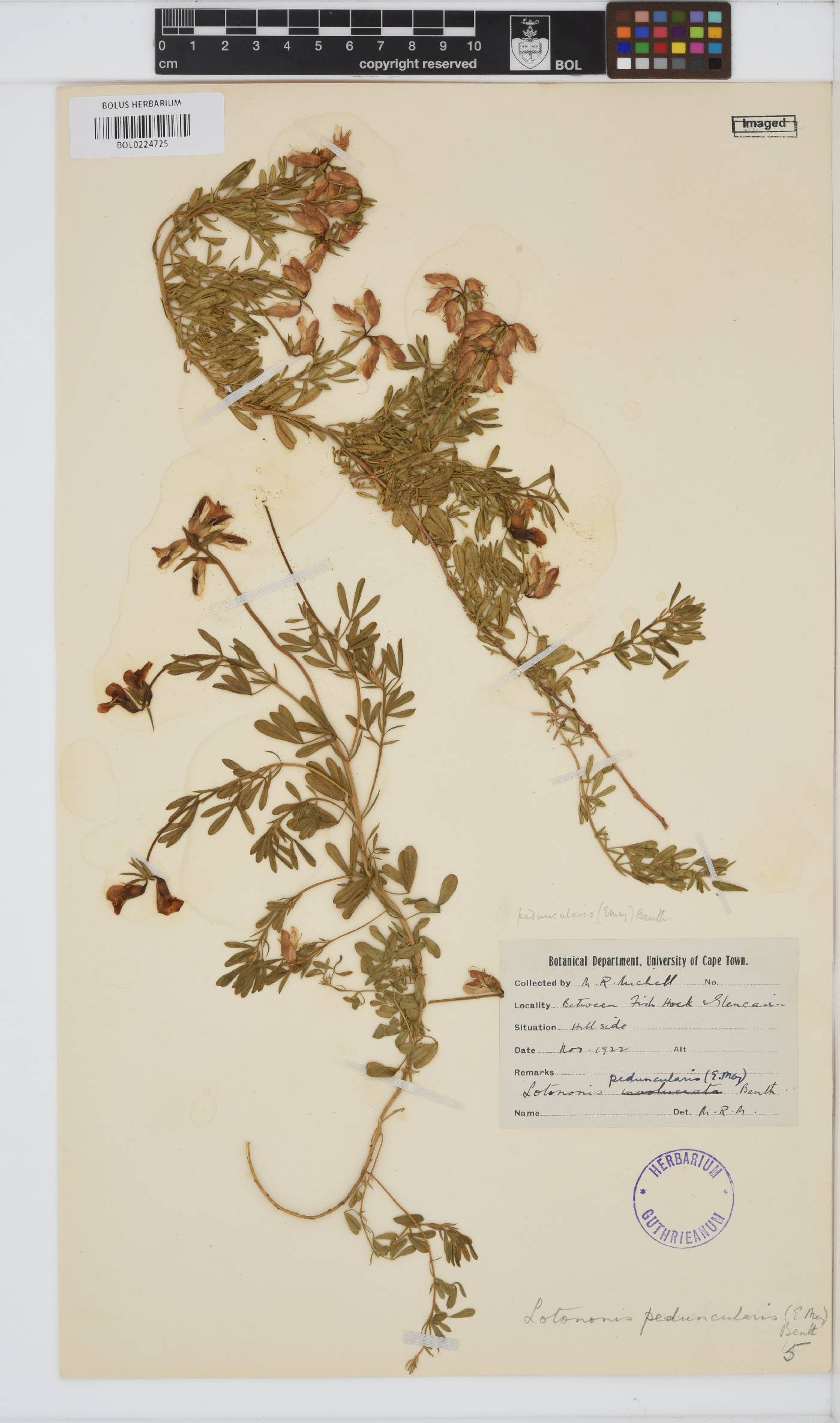 Lotononis involucrata subsp. peduncularis image