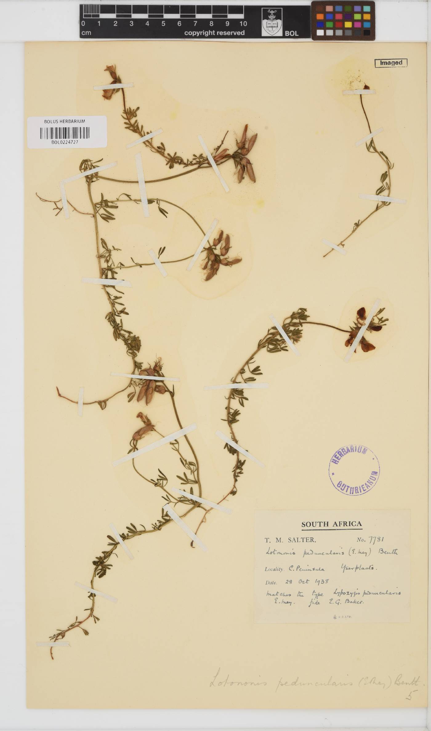 Lotononis involucrata subsp. peduncularis image