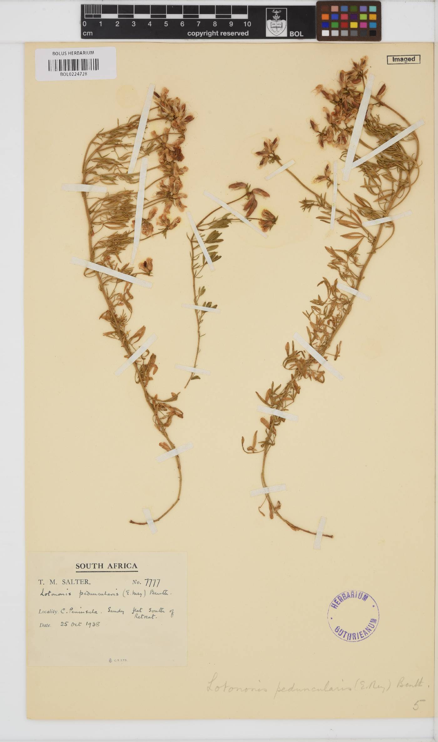 Lotononis involucrata image
