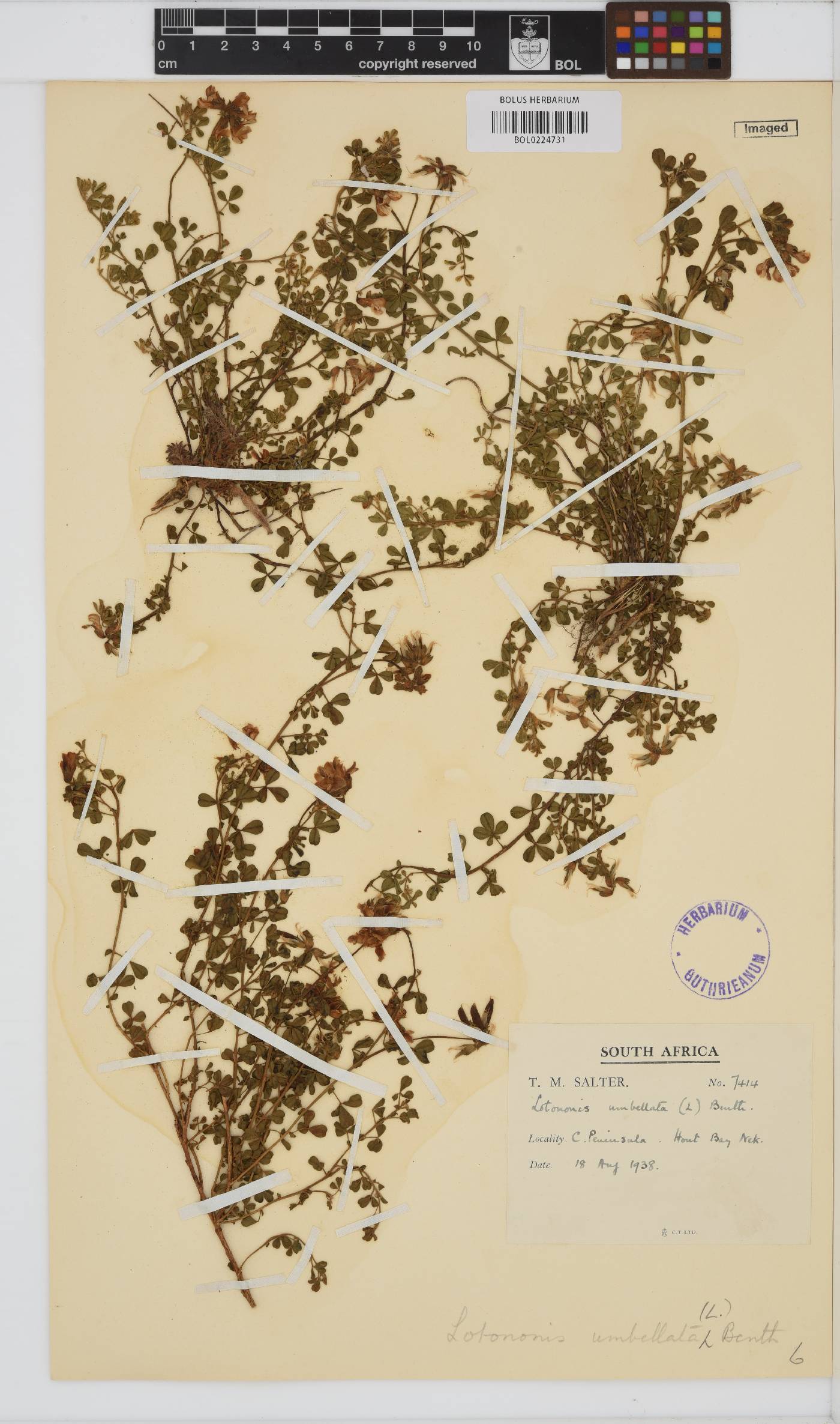 Lotononis umbellata image