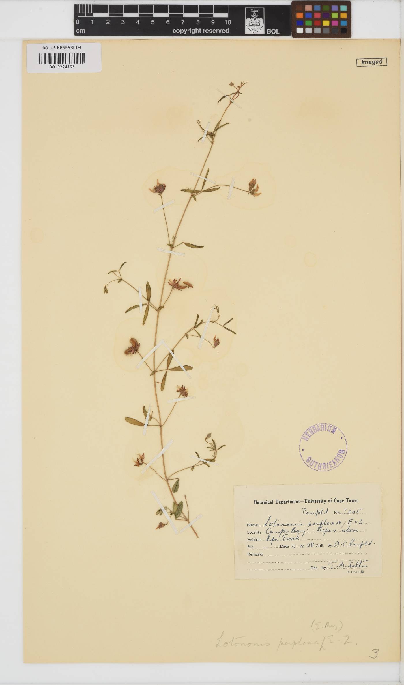 Lotononis perplexa image