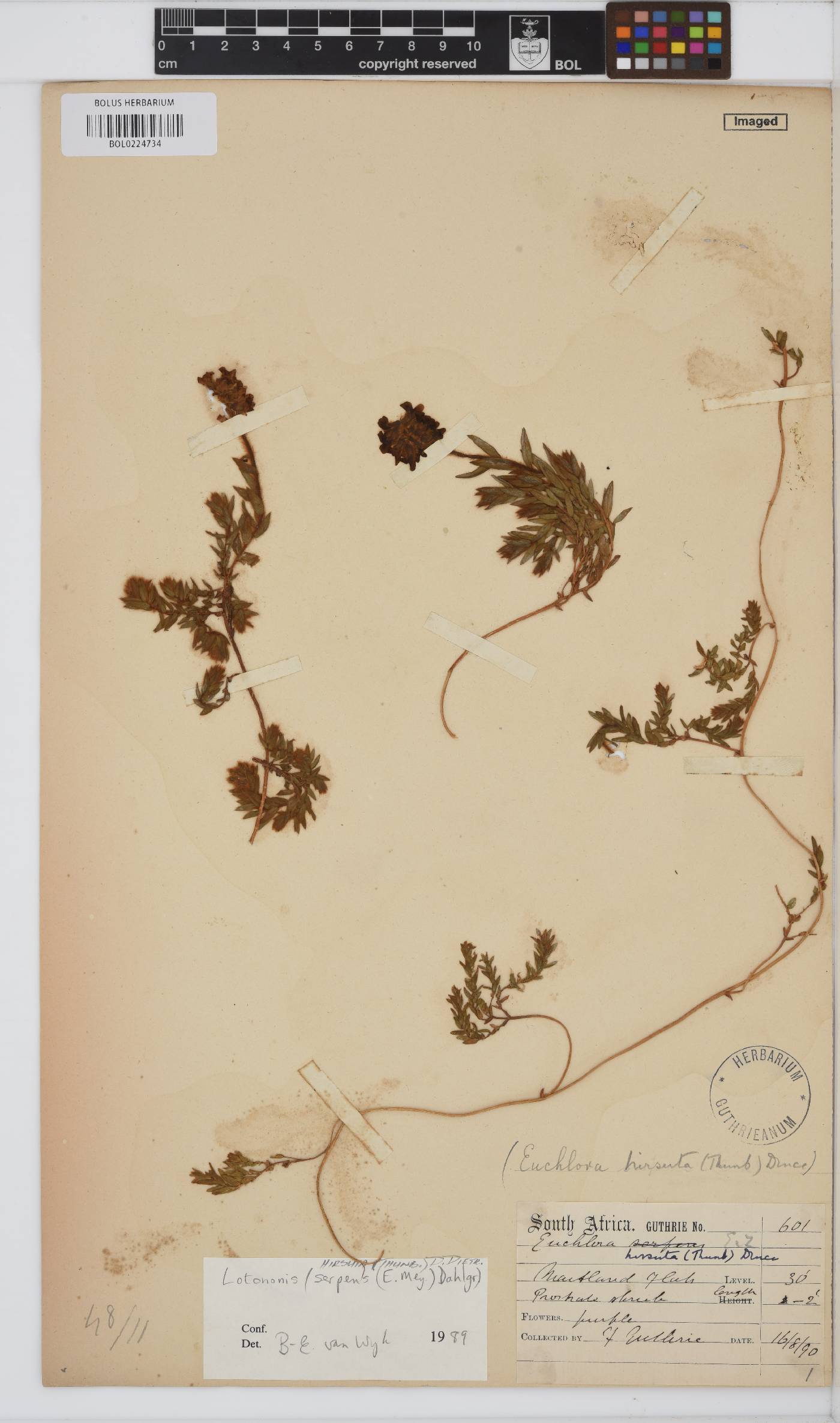 Euchlora hirsuta image