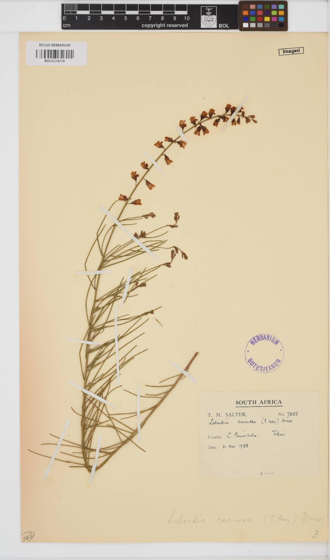 Lebeckia contaminata image