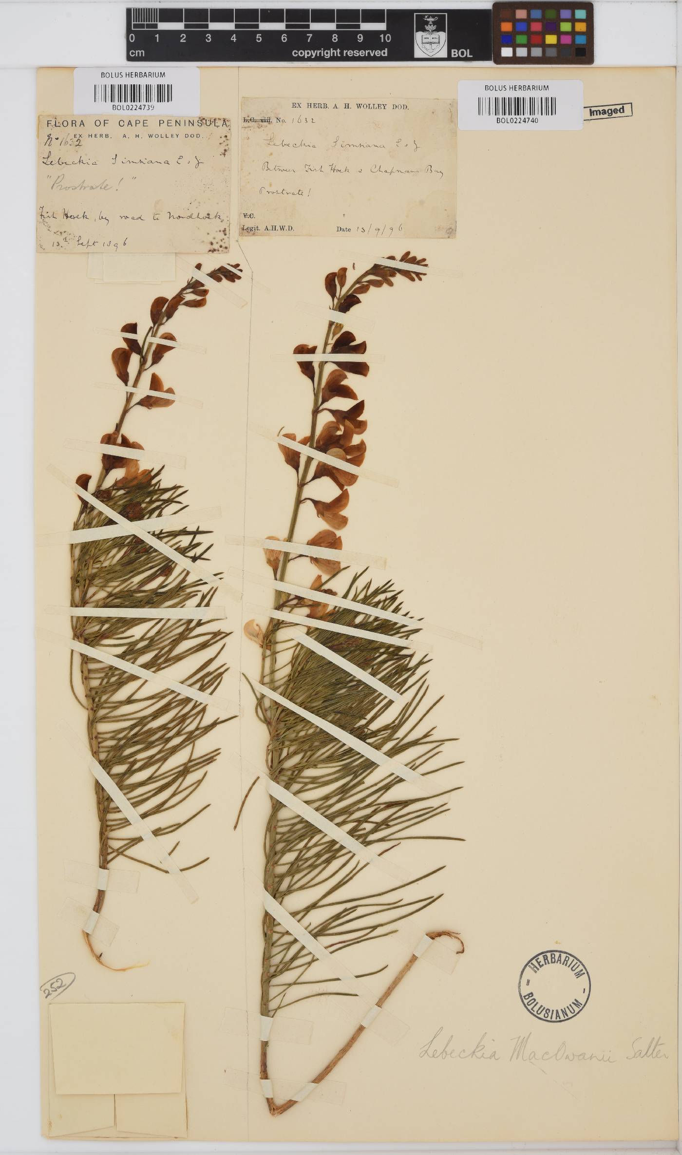 Lebeckia meyeriana image