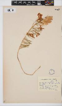 Lebeckia meyeriana image