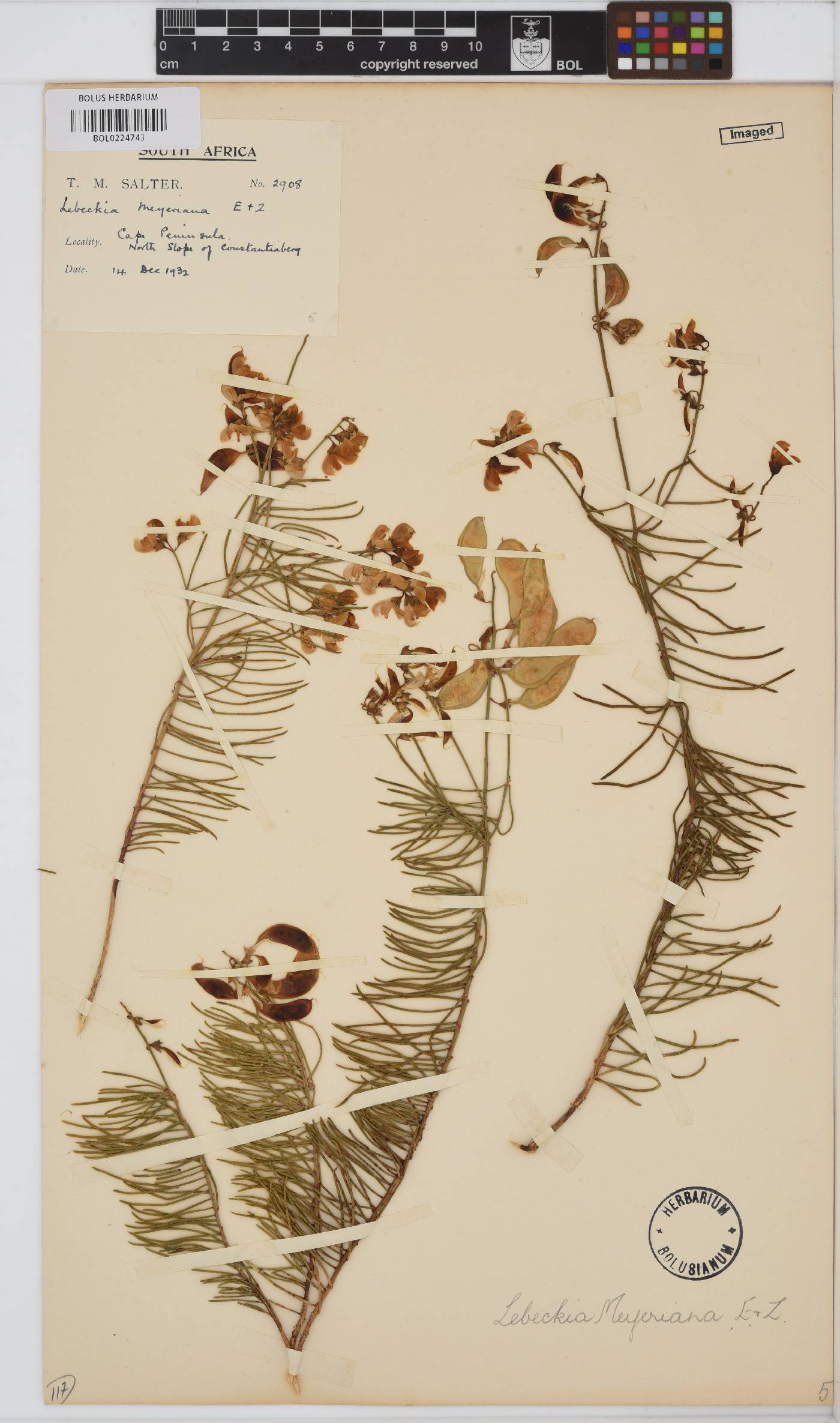 Lebeckia meyeriana image
