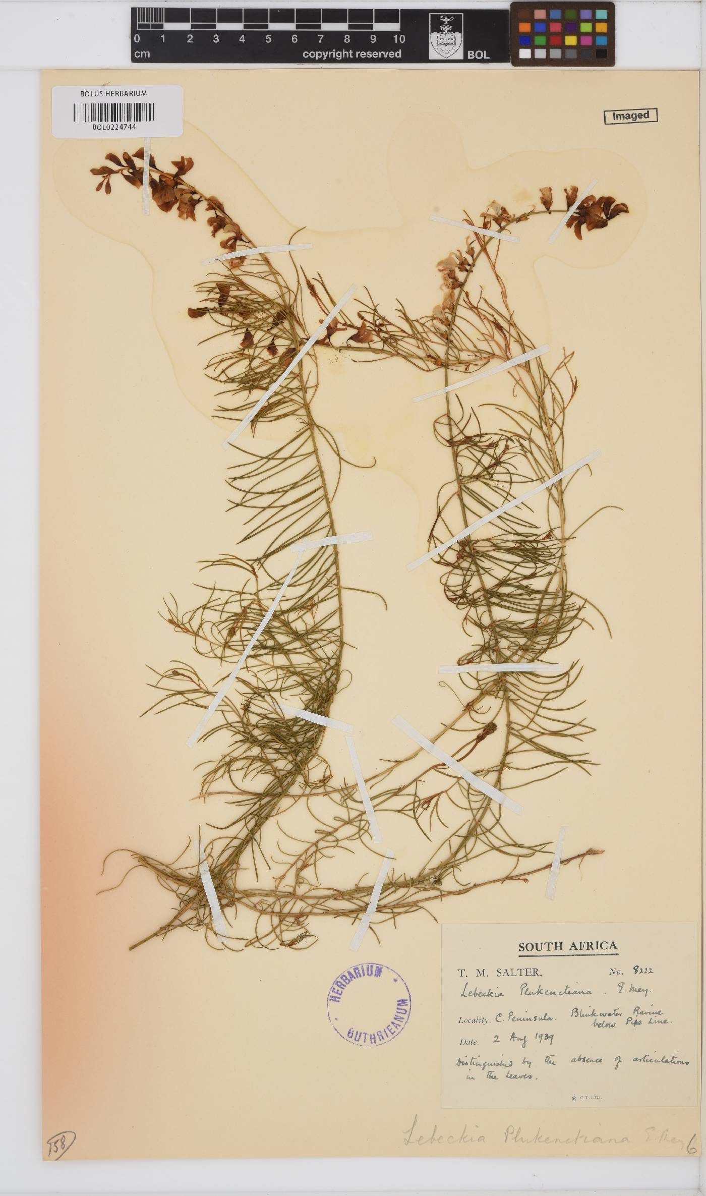 Lebeckia plukenetiana image