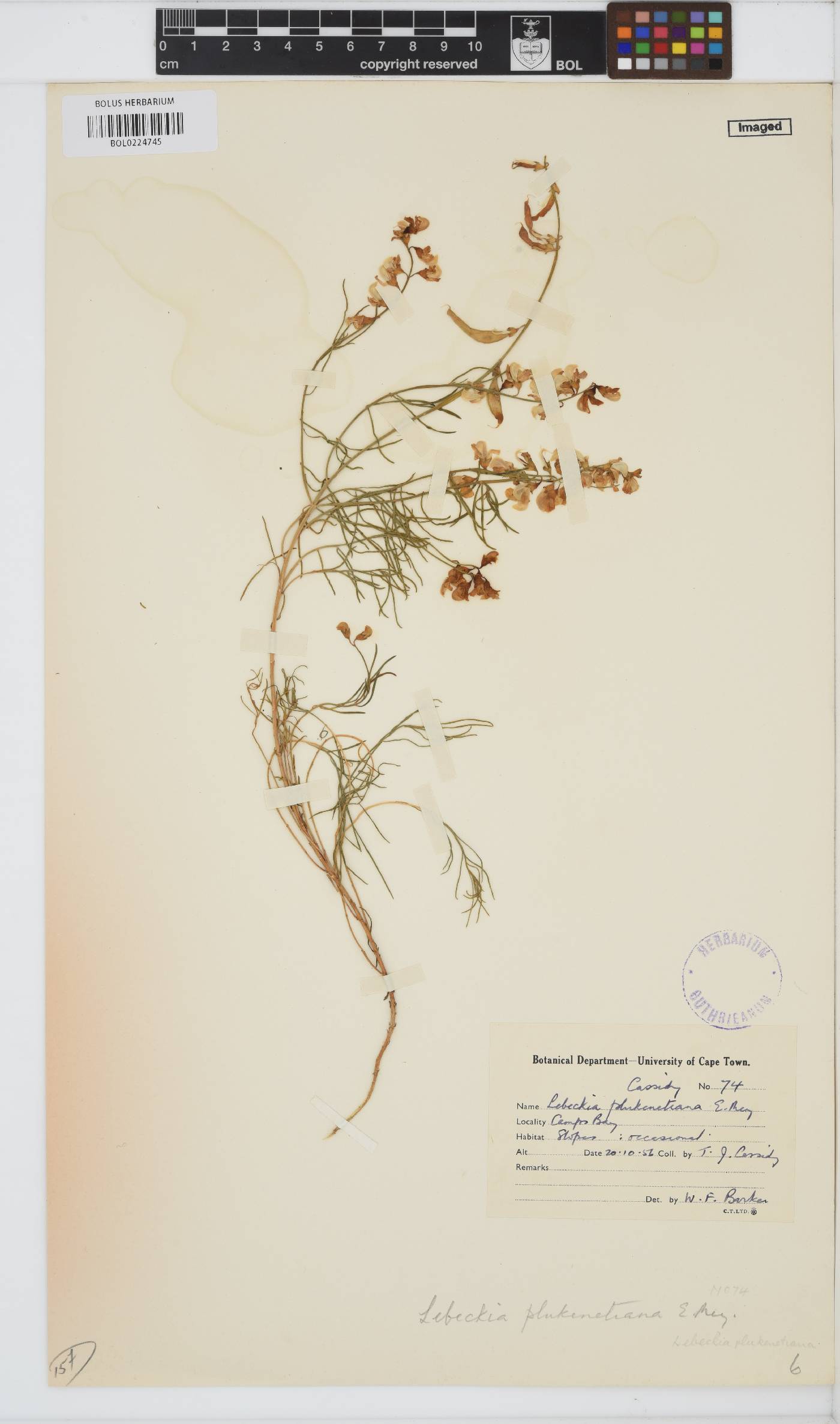 Lebeckia plukenetiana image