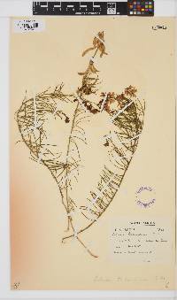 Lebeckia plukenetiana image
