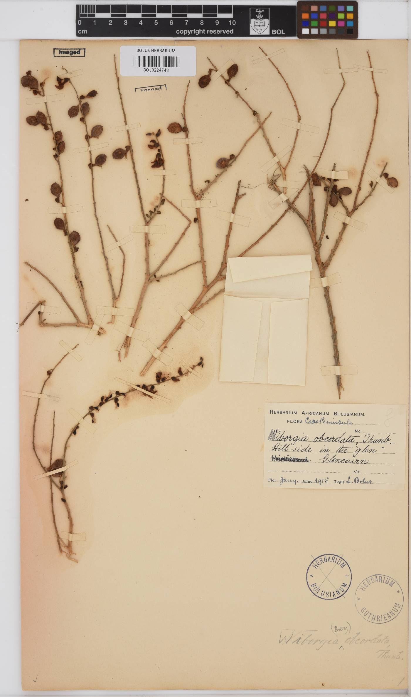 Wiborgia obcordata image