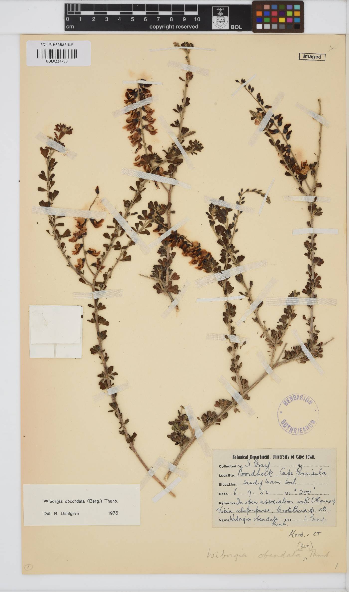 Wiborgia obcordata image