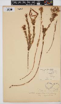 Aspalathus angustifolia image