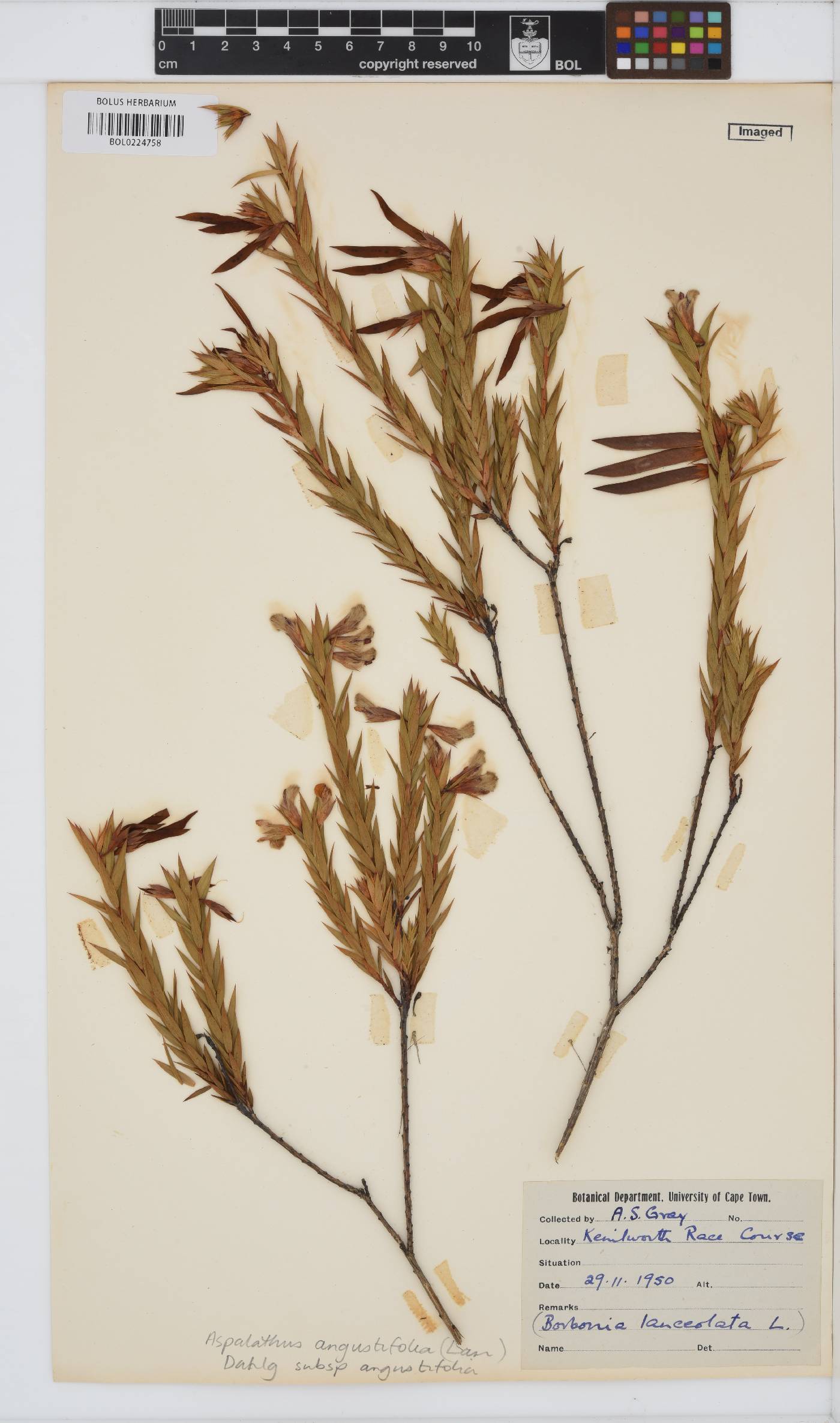 Aspalathus angustifolia subsp. angustifolia image