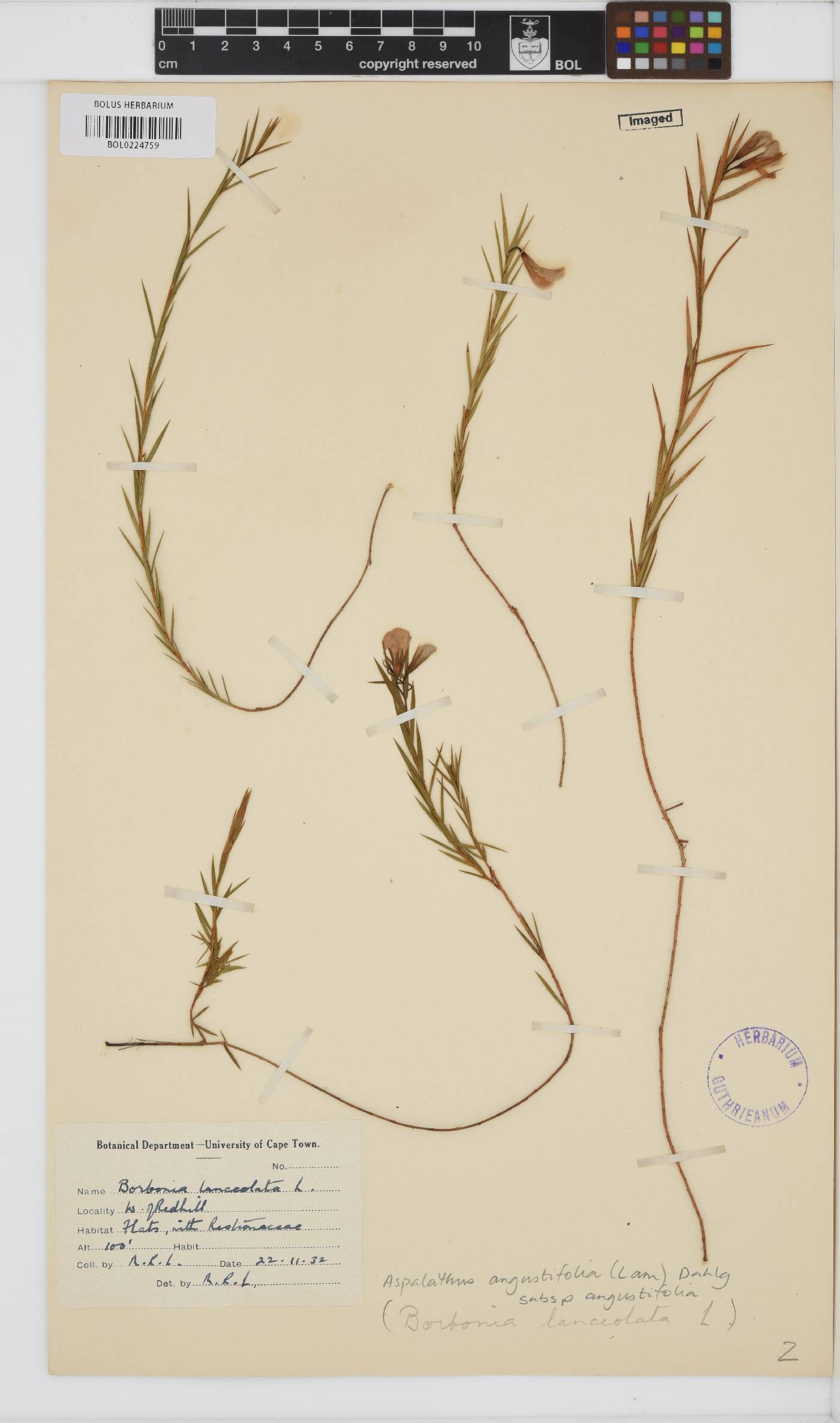 Aspalathus angustifolia subsp. angustifolia image