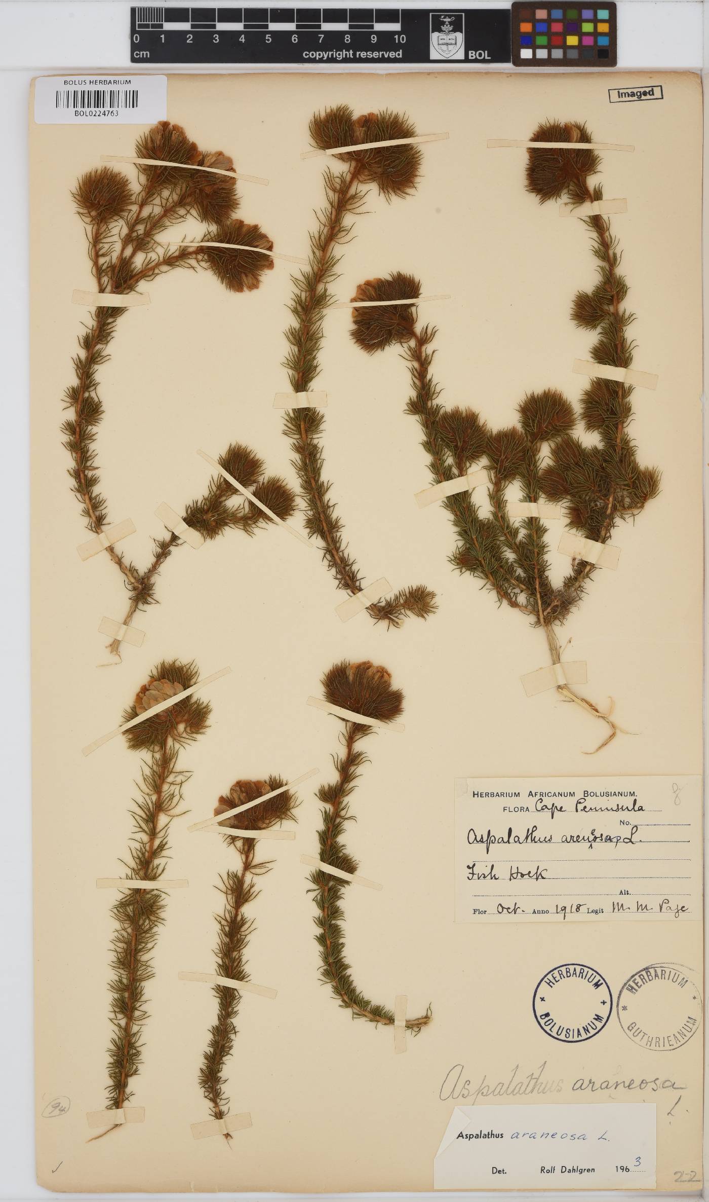 Aspalathus araneosa image
