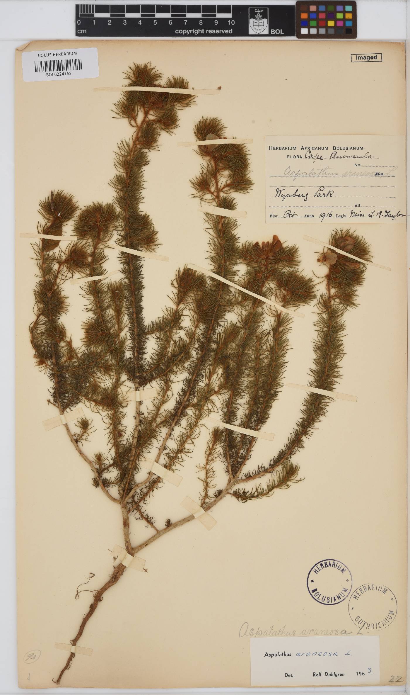 Aspalathus araneosa image