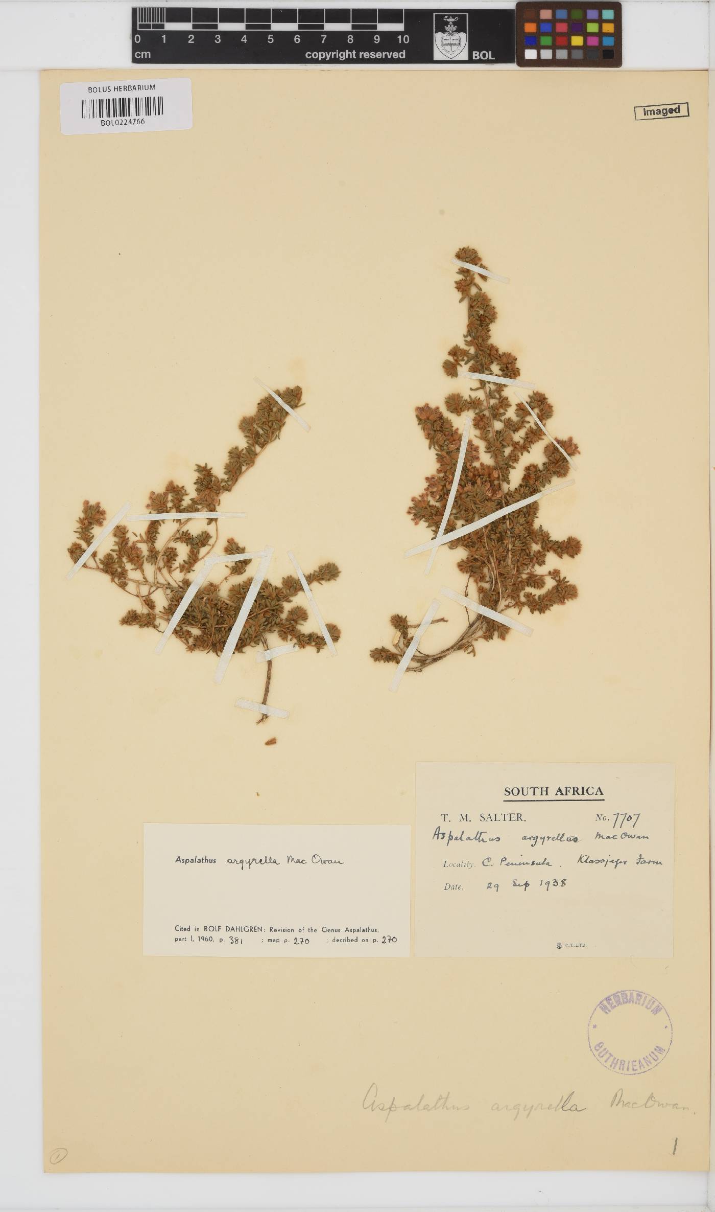 Aspalathus argyrella image