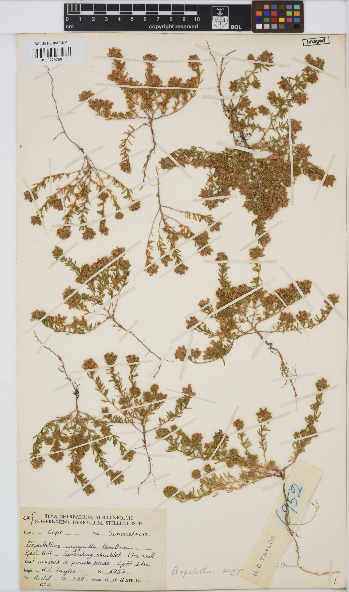 Aspalathus argyrella image