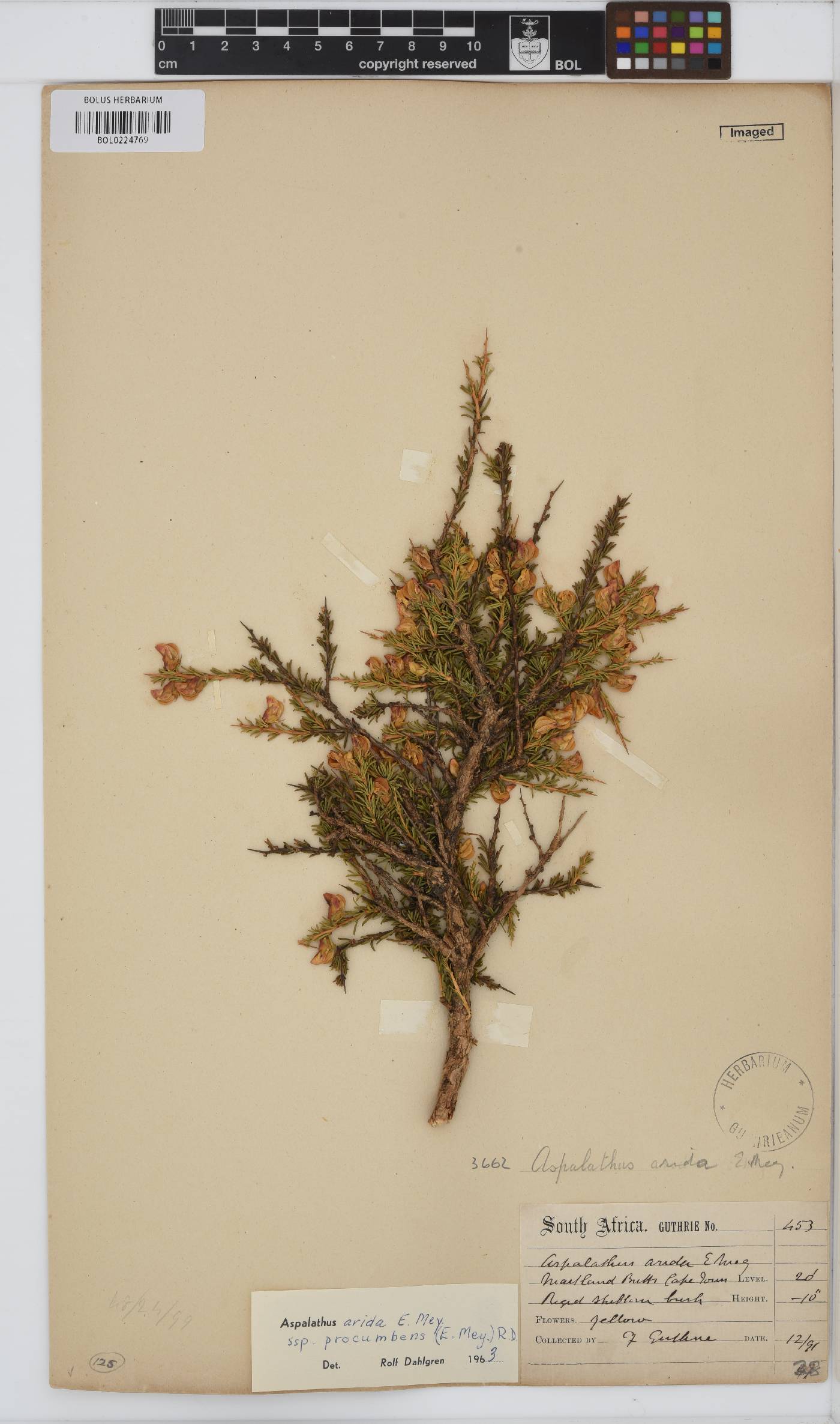 Aspalathus arida image