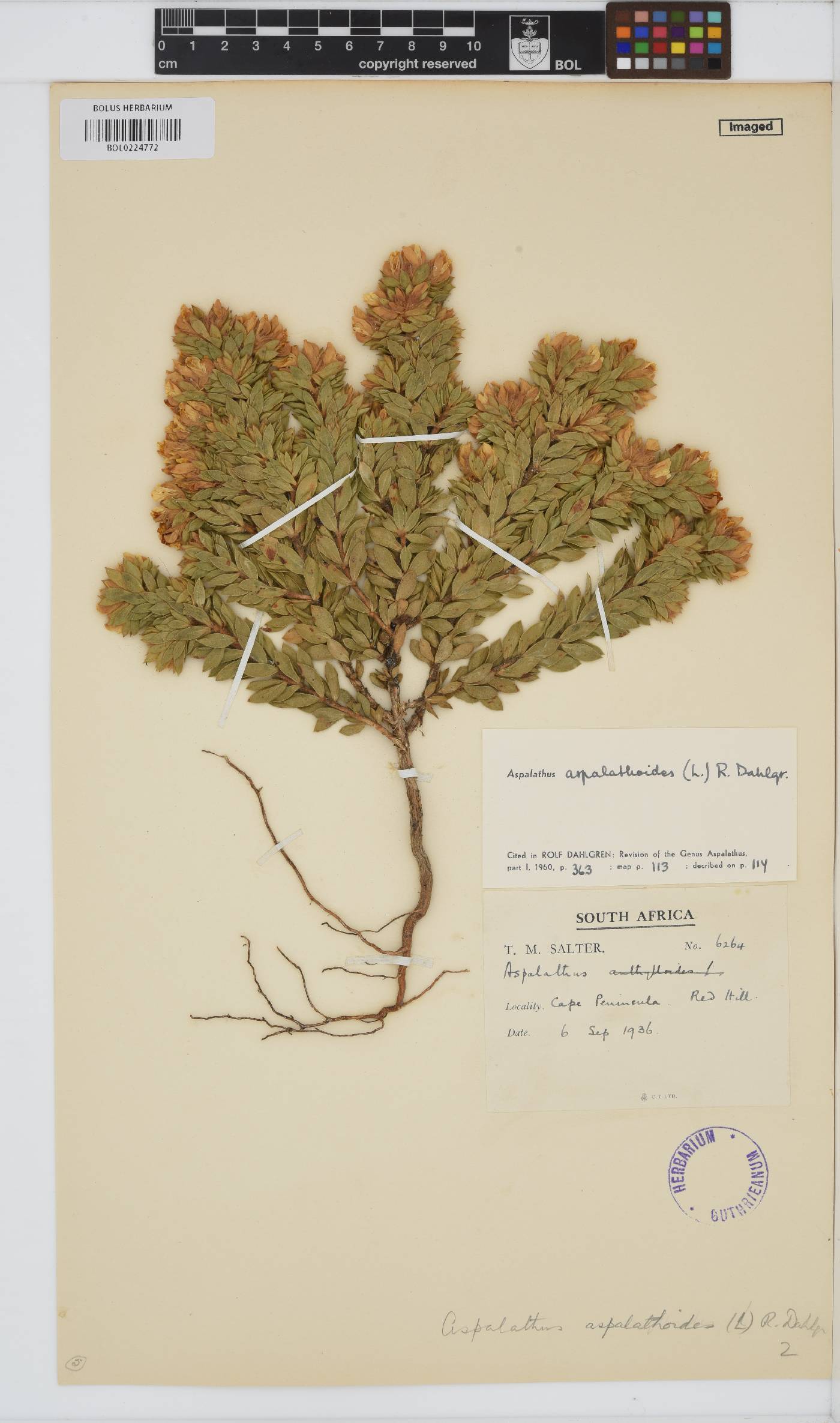 Aspalathus aspalathoides image