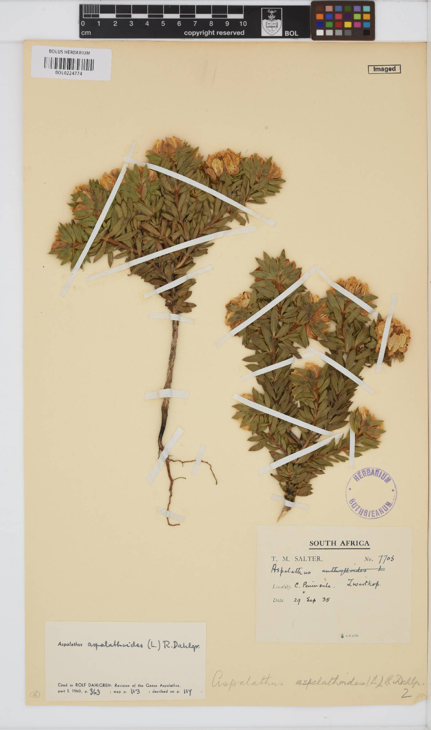 Aspalathus aspalathoides image