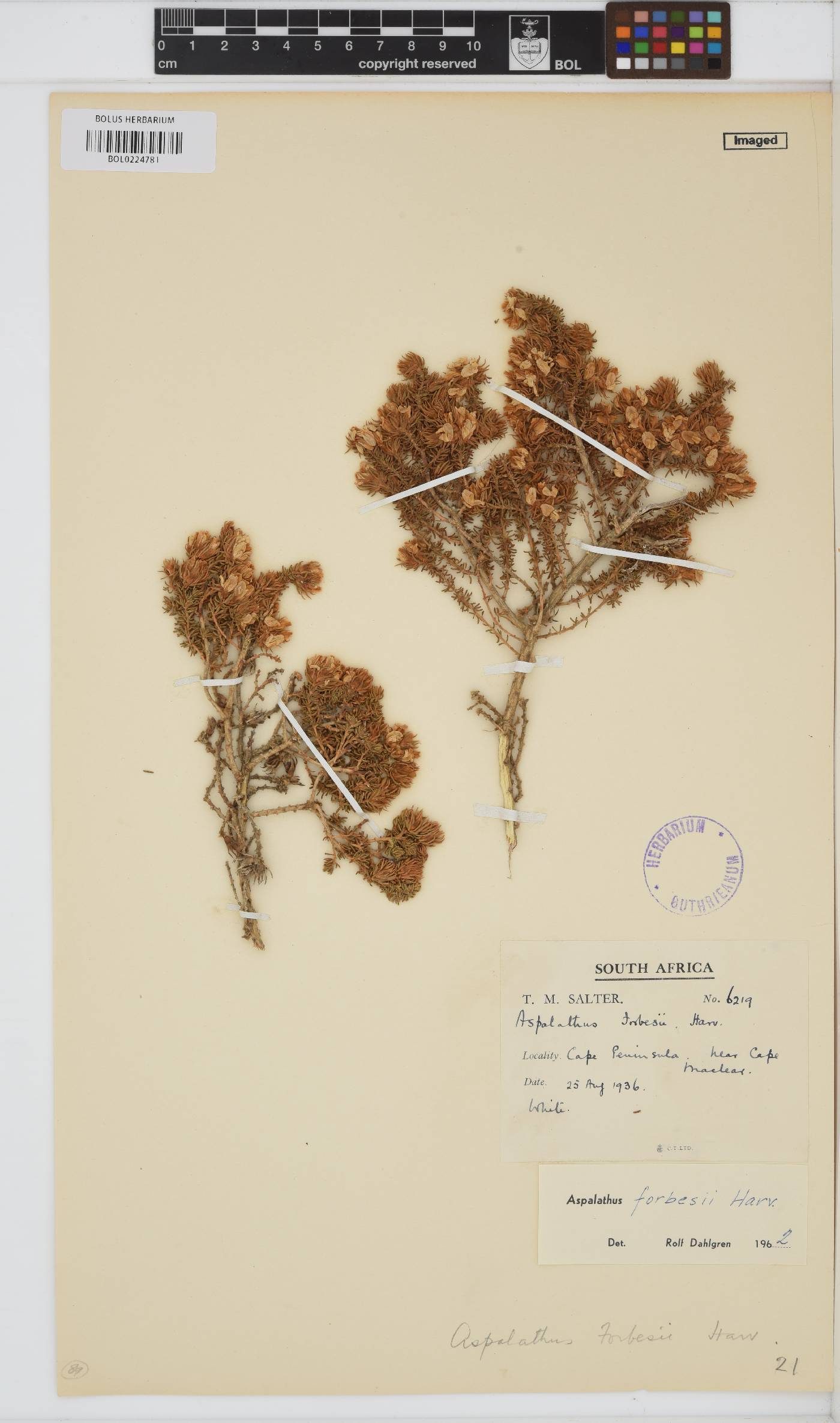 Aspalathus forbesii image