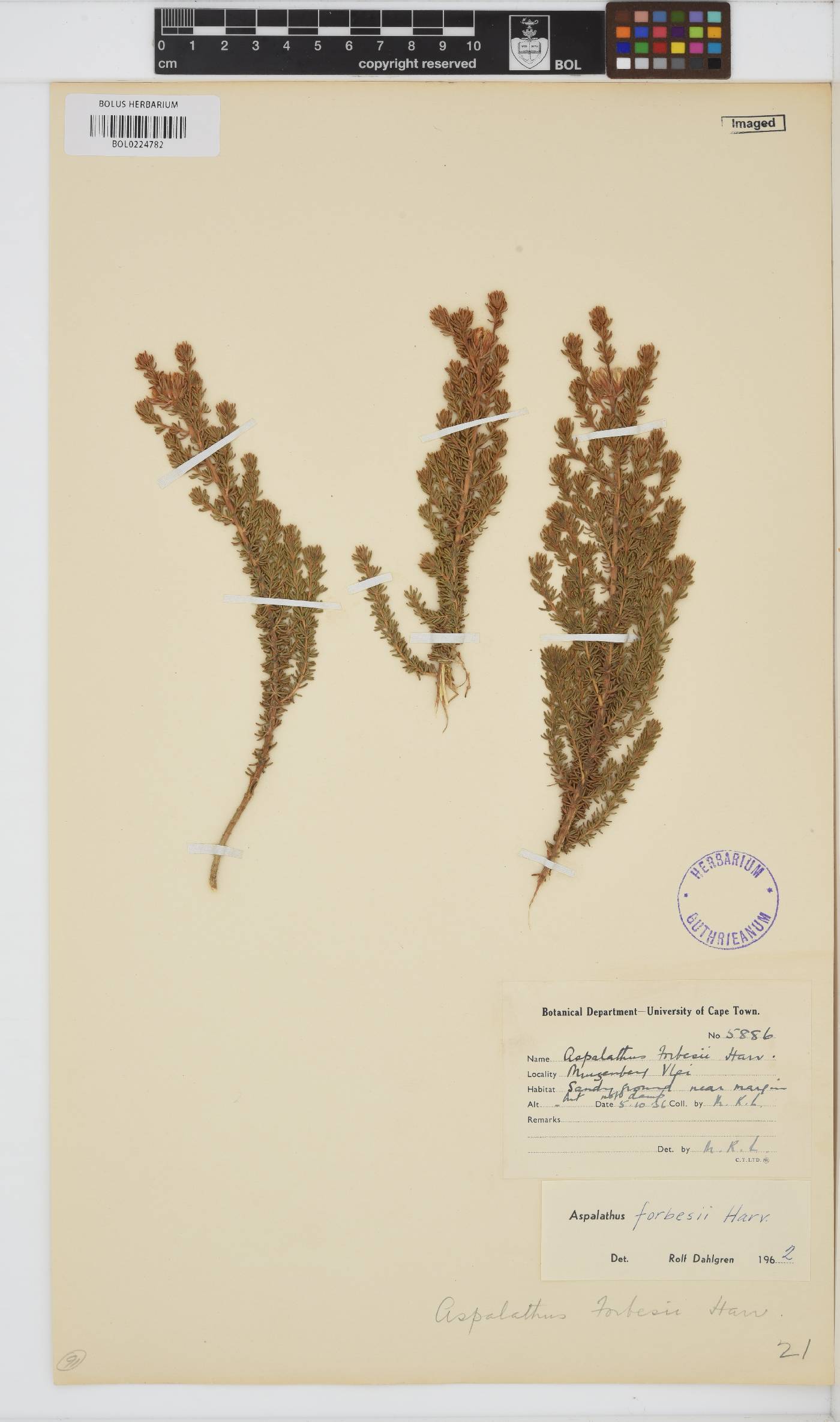 Aspalathus forbesii image