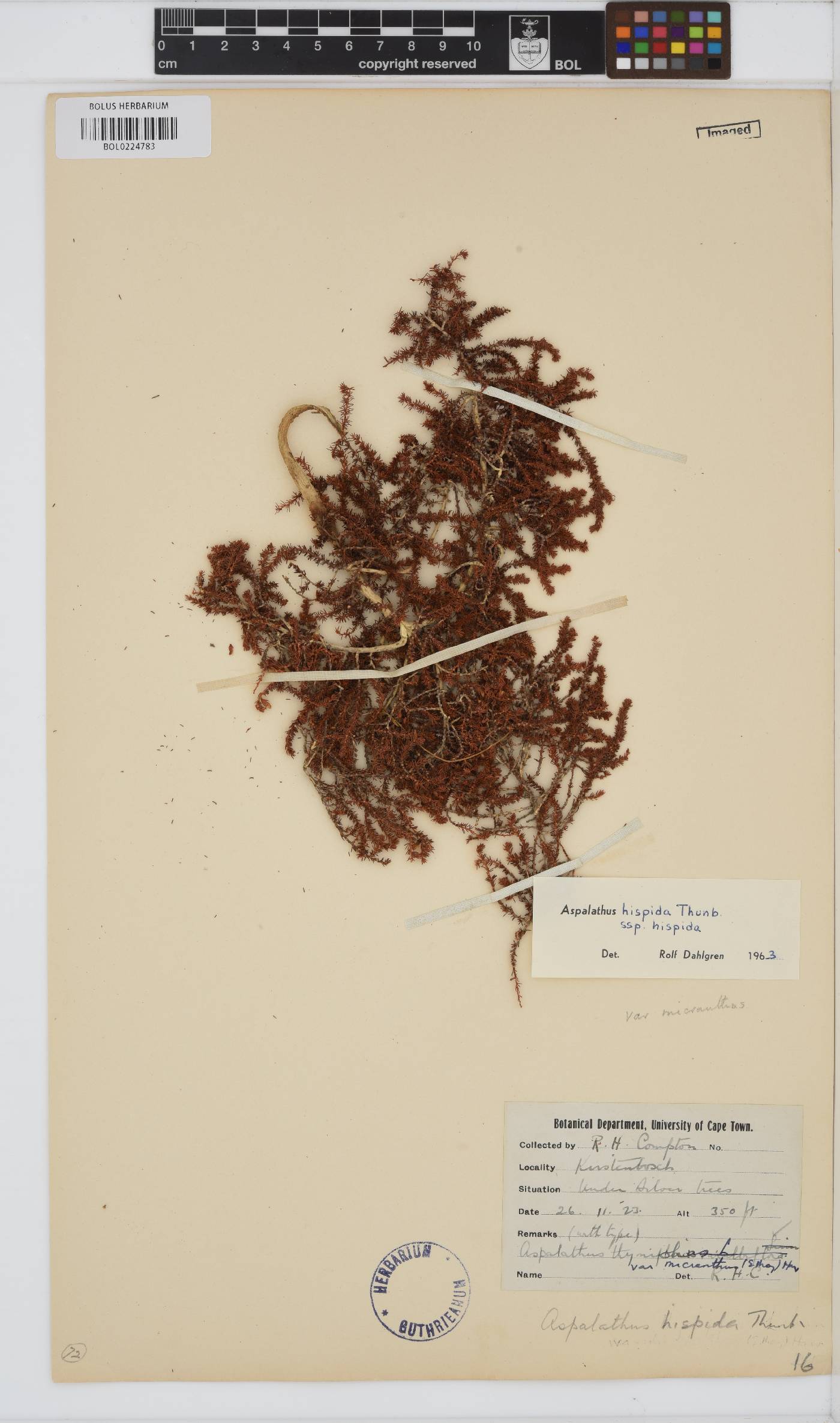 Aspalathus hispida subsp. hispida image