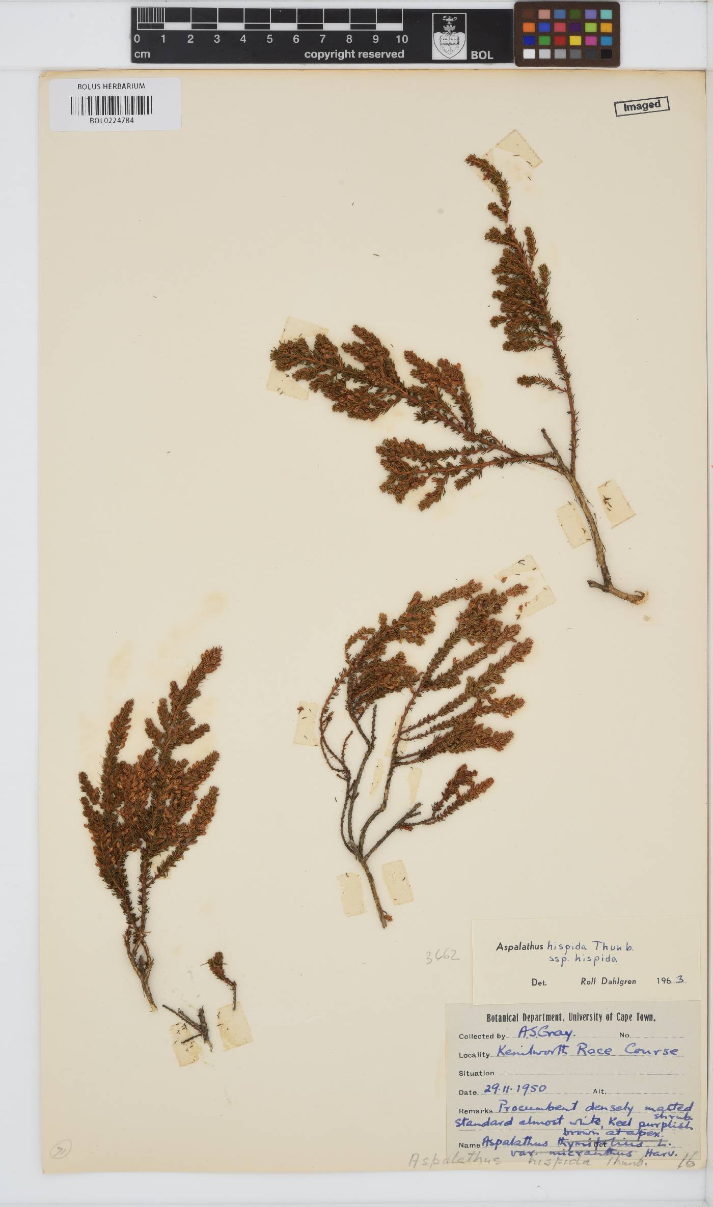Aspalathus hispida subsp. hispida image