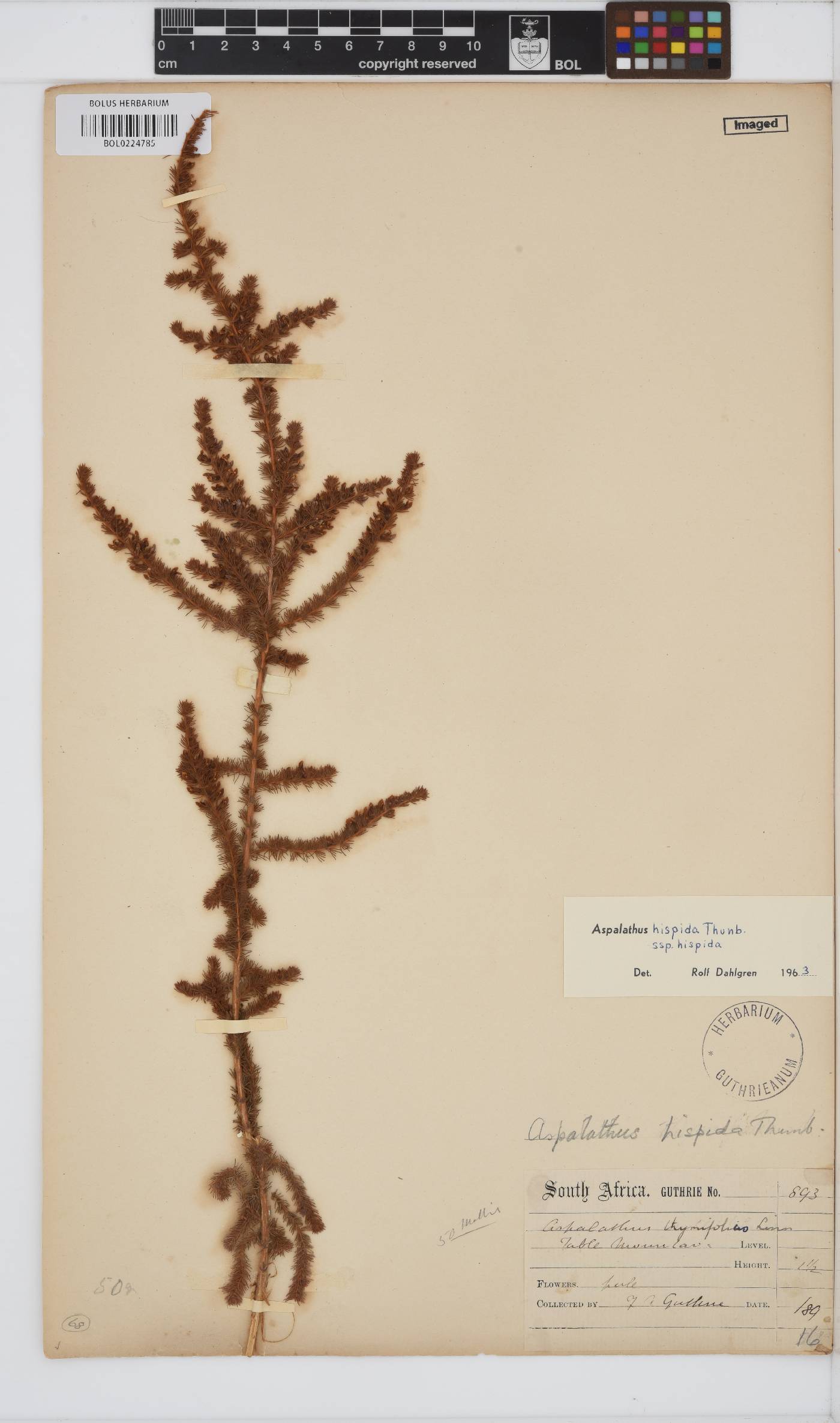 Aspalathus hispida image