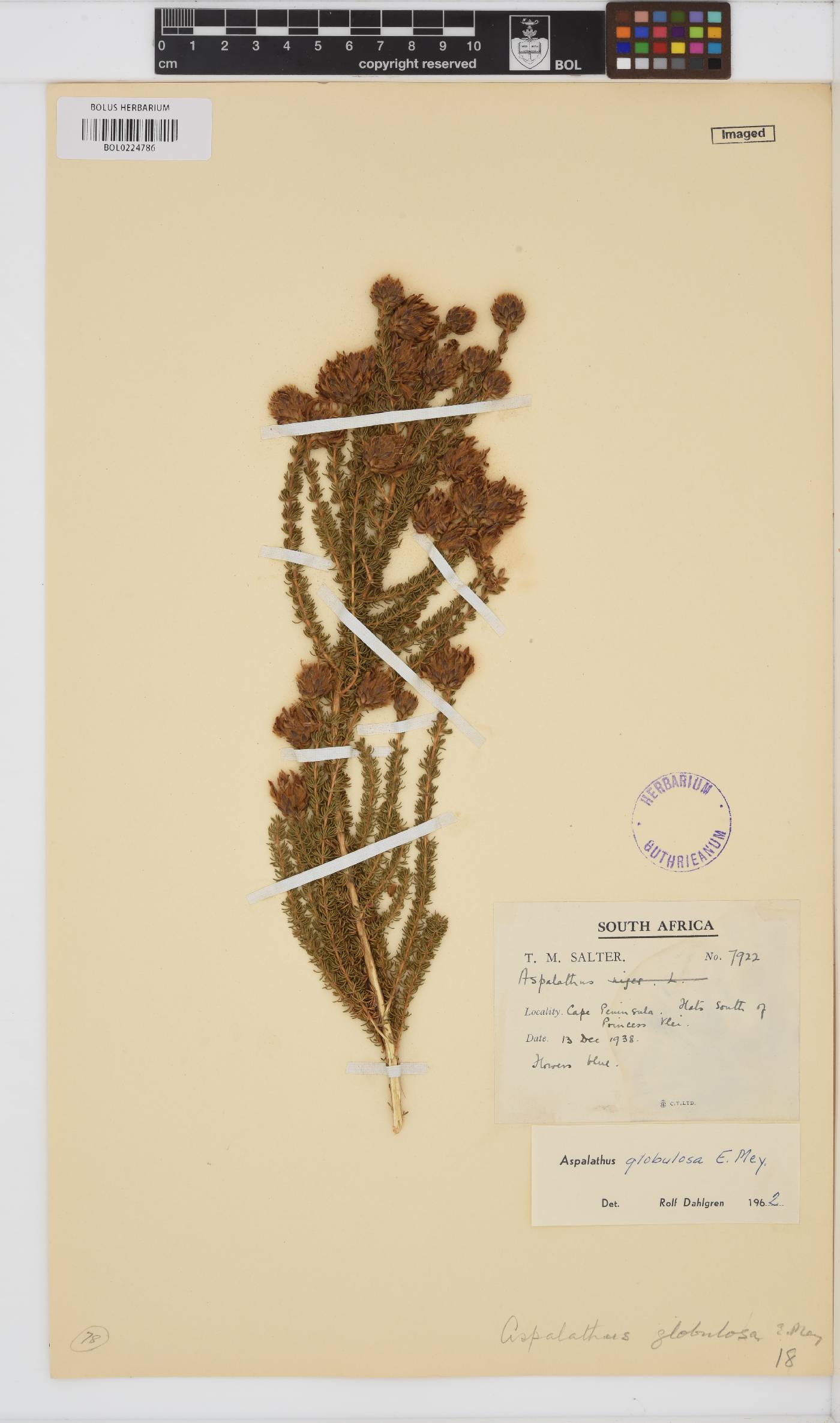 Aspalathus globulosa image