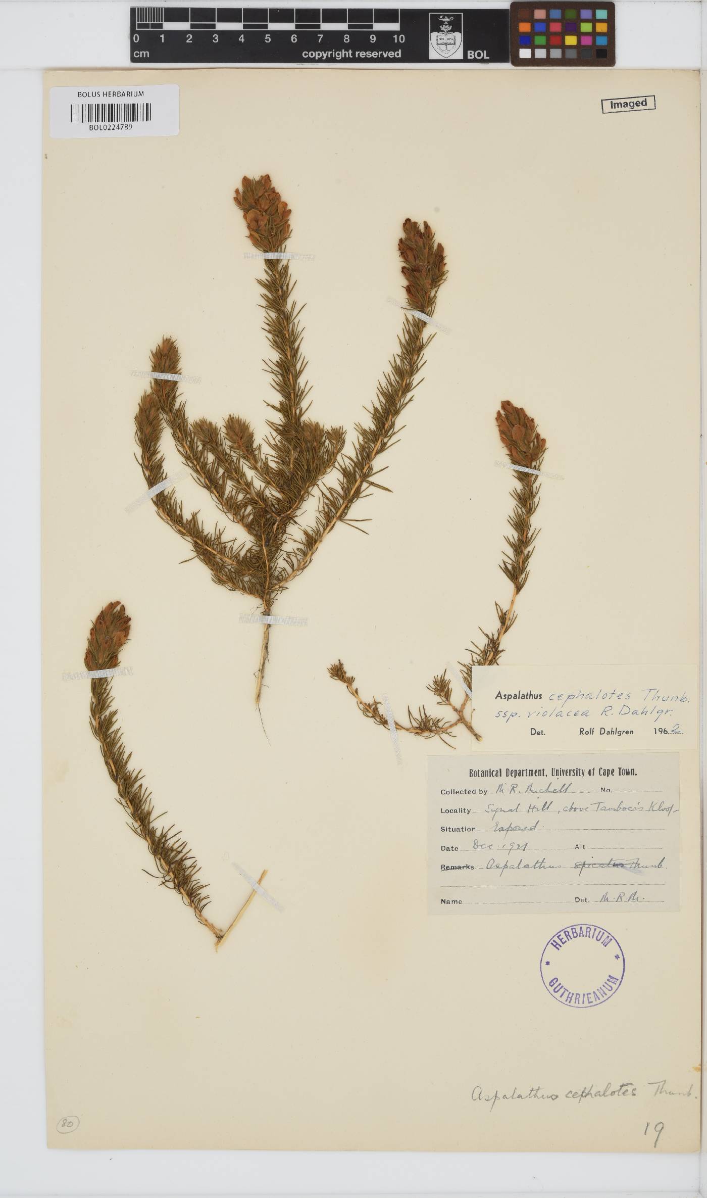 Aspalathus cephalotes subsp. violacea image