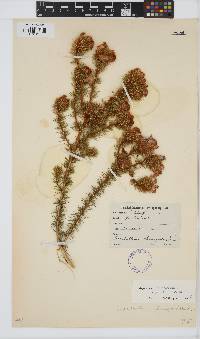 Aspalathus chenopoda subsp. chenopoda image