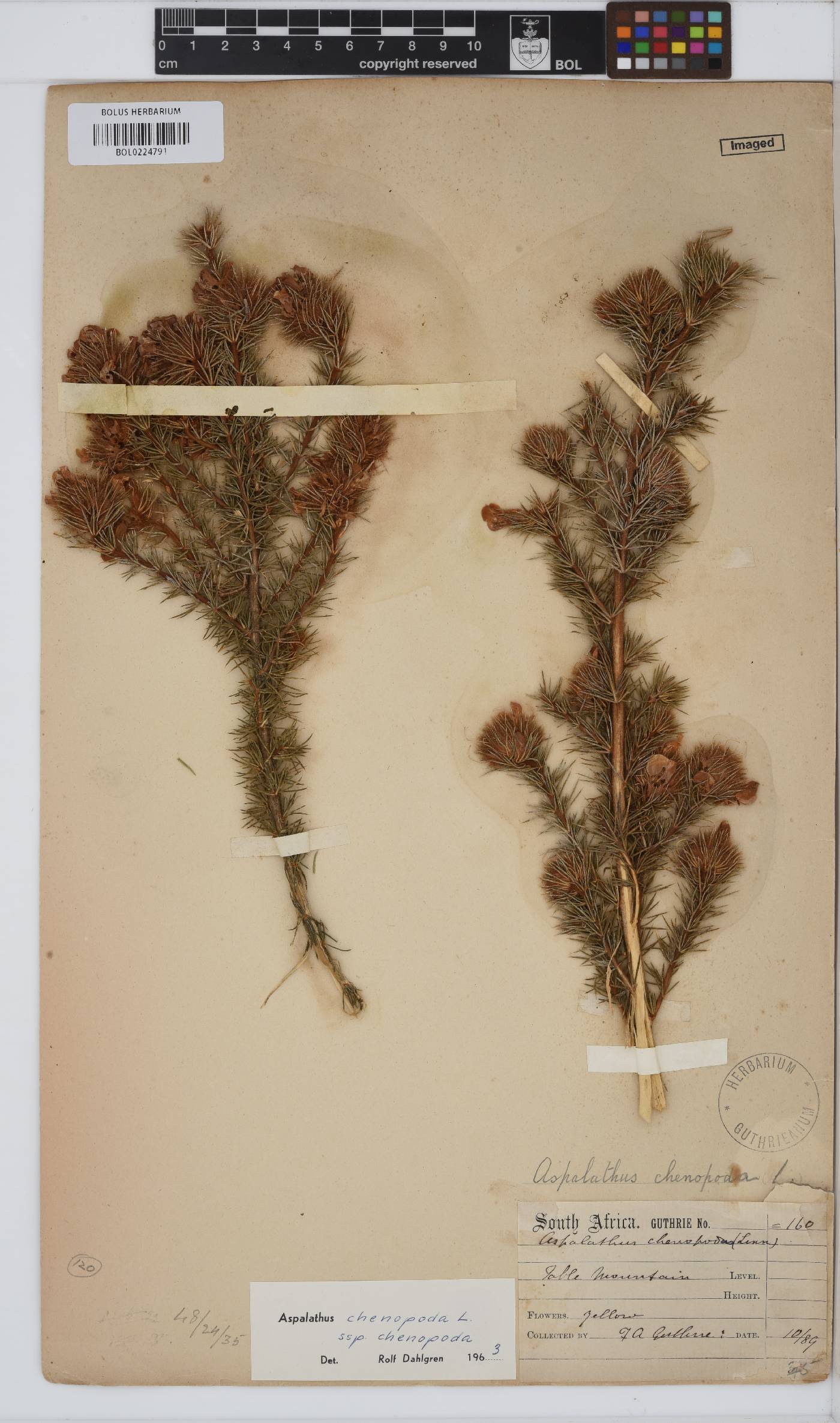 Aspalathus chenopoda subsp. chenopoda image