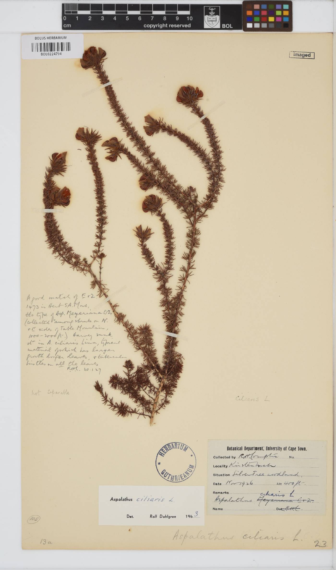 Aspalathus ciliaris image