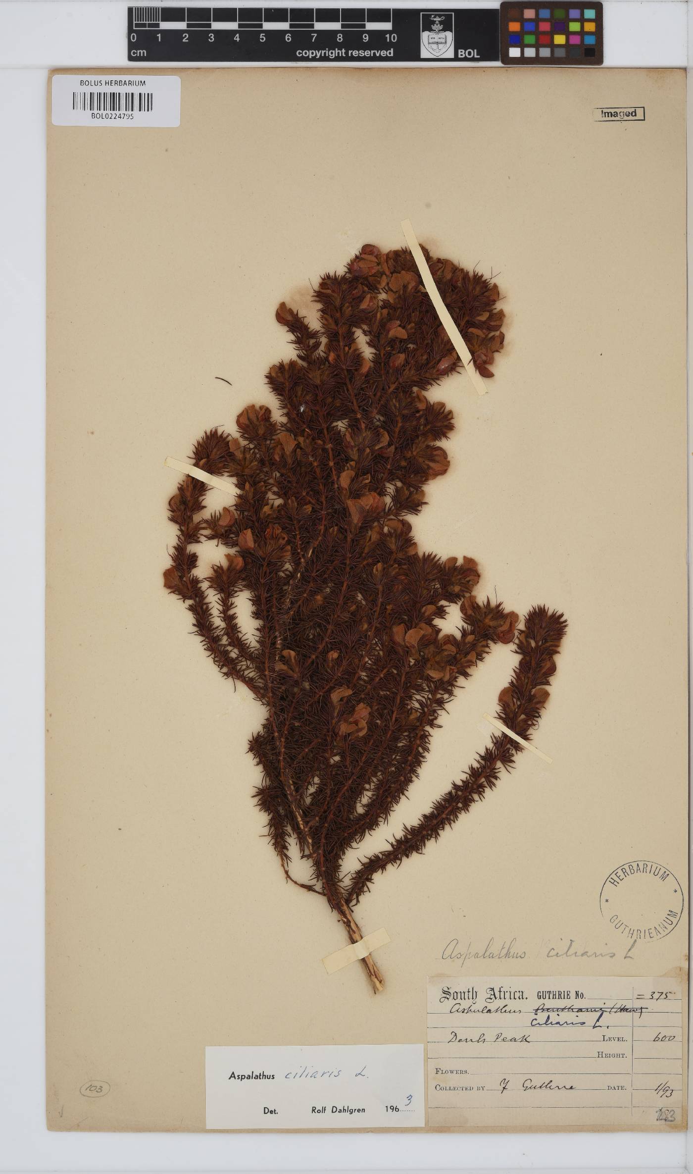 Aspalathus ciliaris image