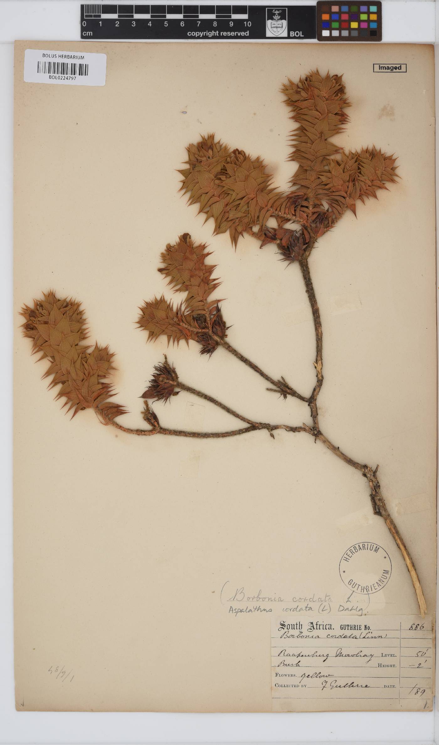 Aspalathus cordata image