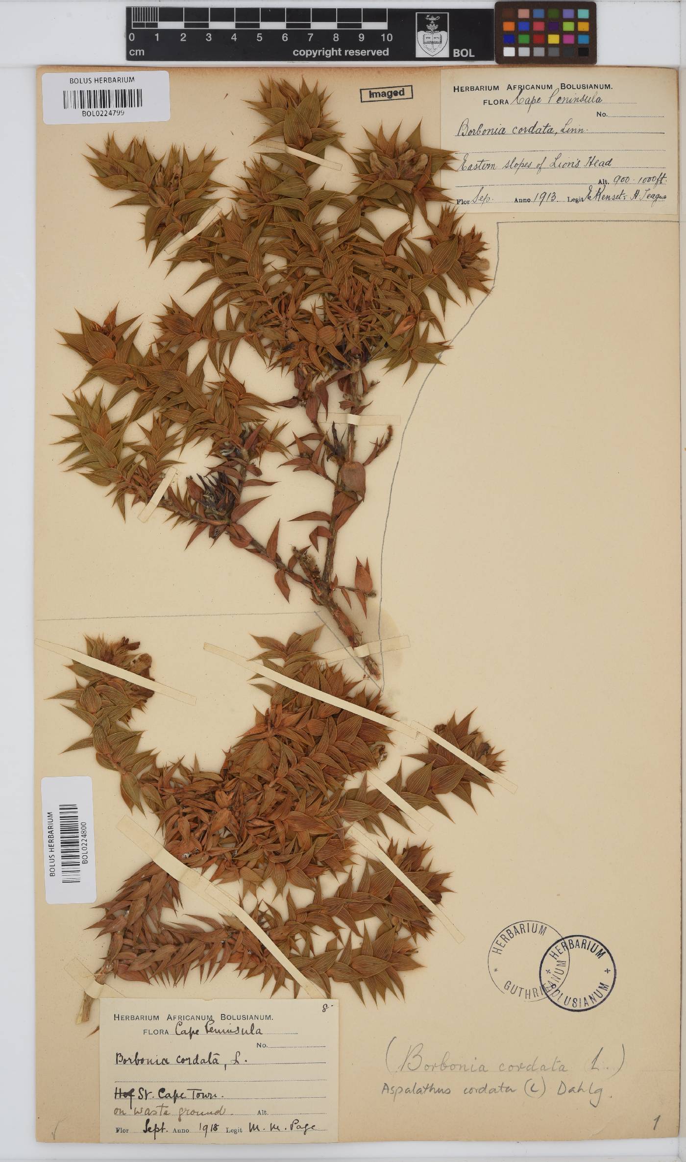 Aspalathus cordata image