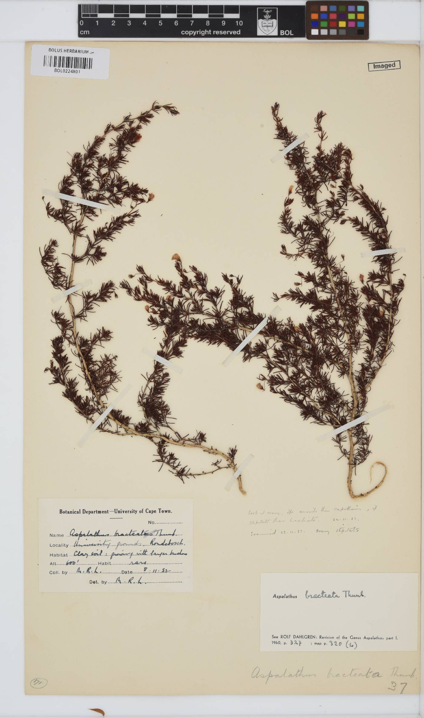 Aspalathus bracteata image