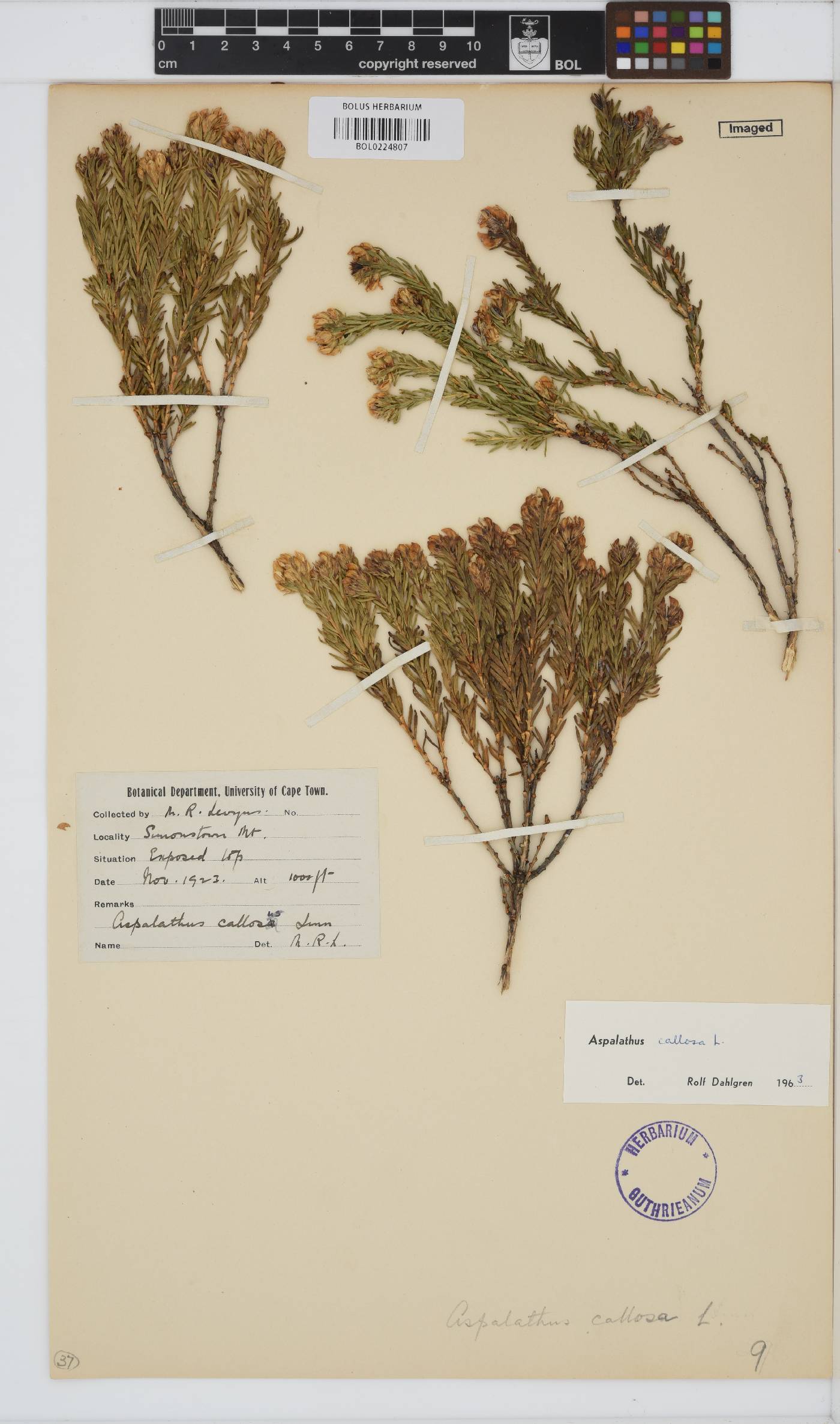 Aspalathus callosa image