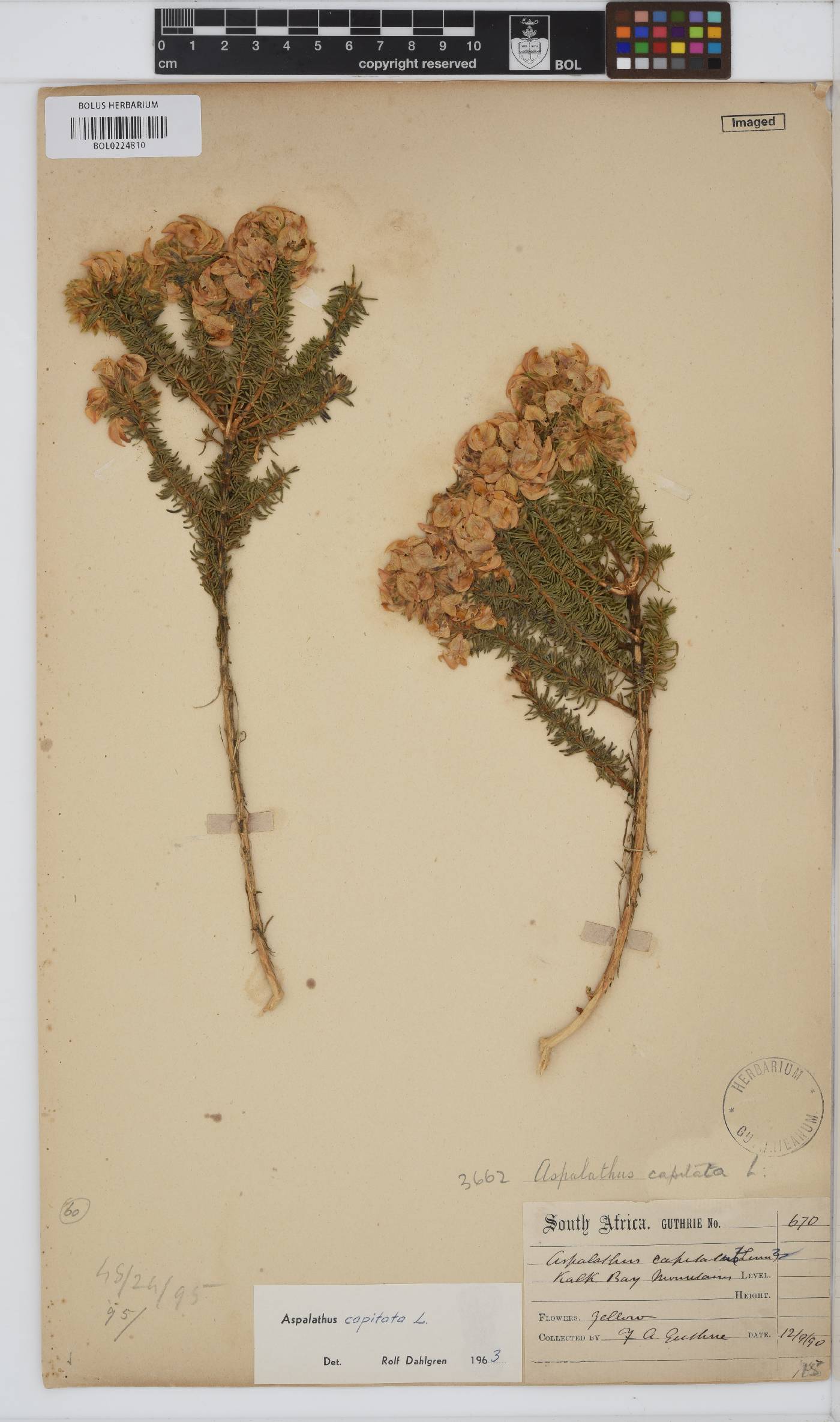 Aspalathus capitata image