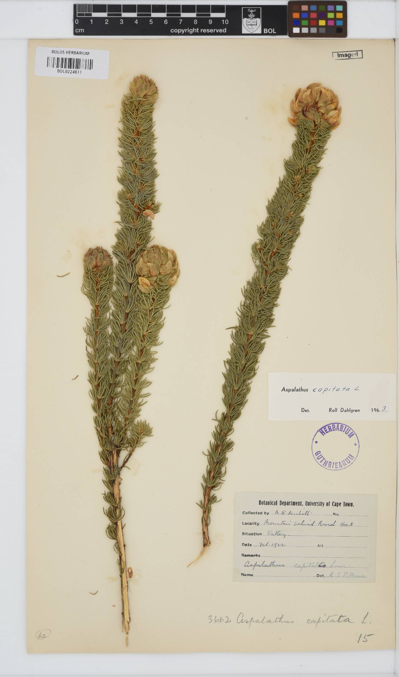 Aspalathus capitata image