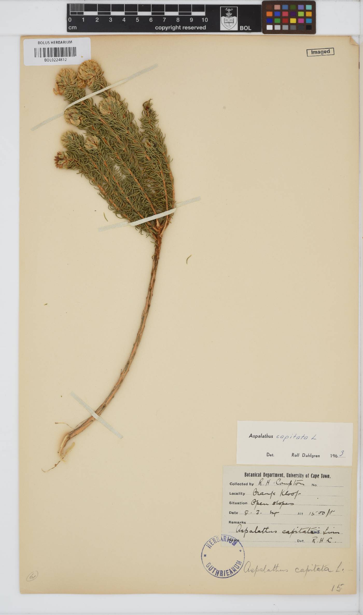 Aspalathus capitata image