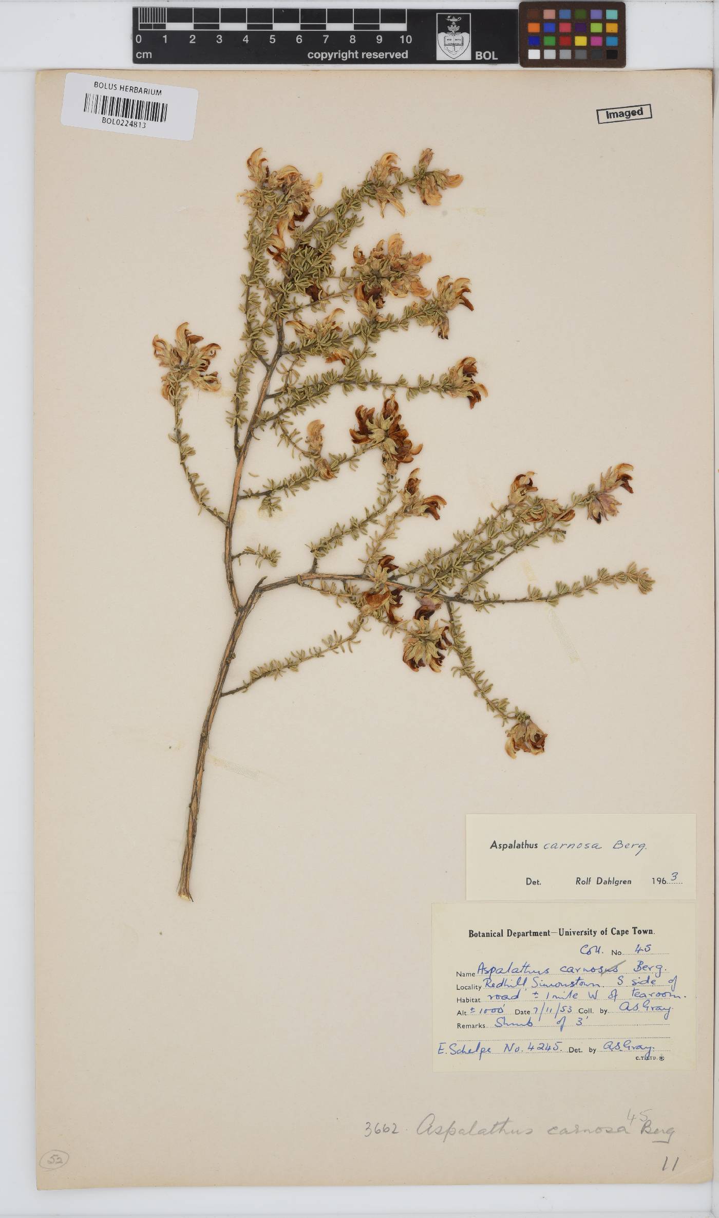 Aspalathus carnosa image