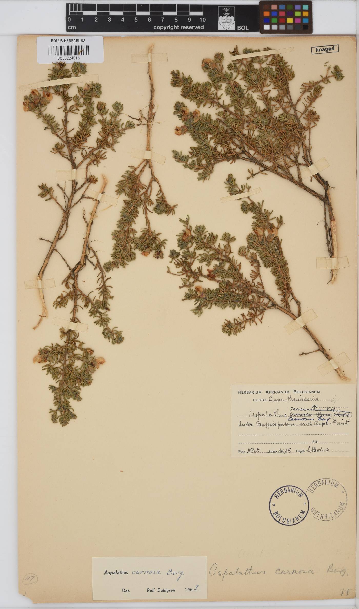 Aspalathus carnosa image
