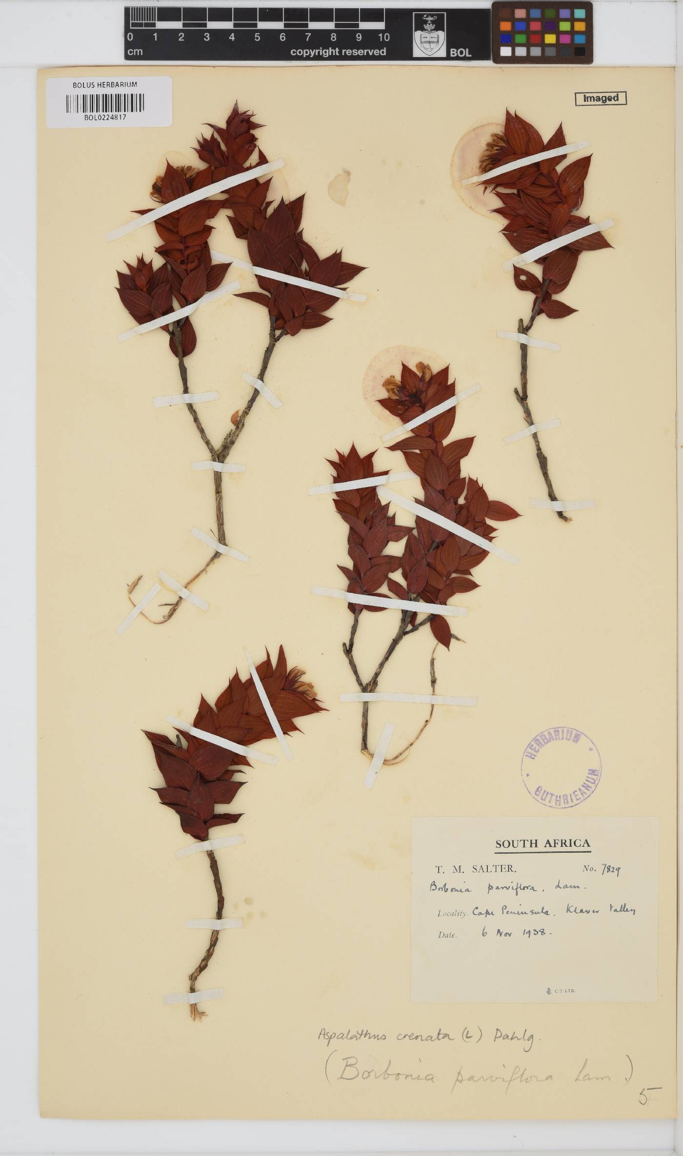 Aspalathus crenata image